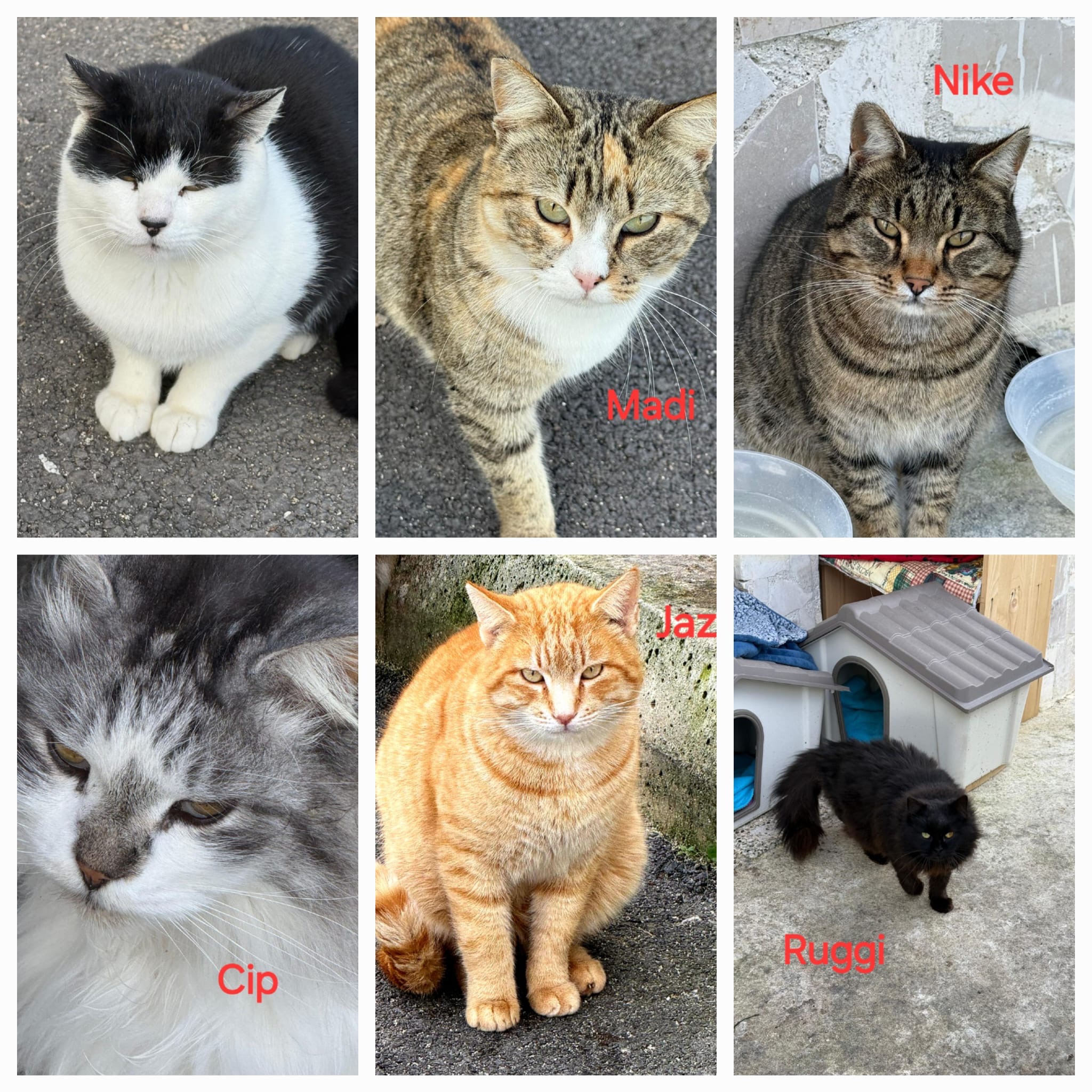 Aiuta una colonia di Gatti e Cani a mangiare e essere curati campaign photo, 6 of 8