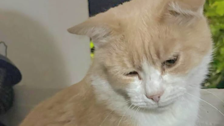 Fundraiser by Giulia Quarta : Susetta