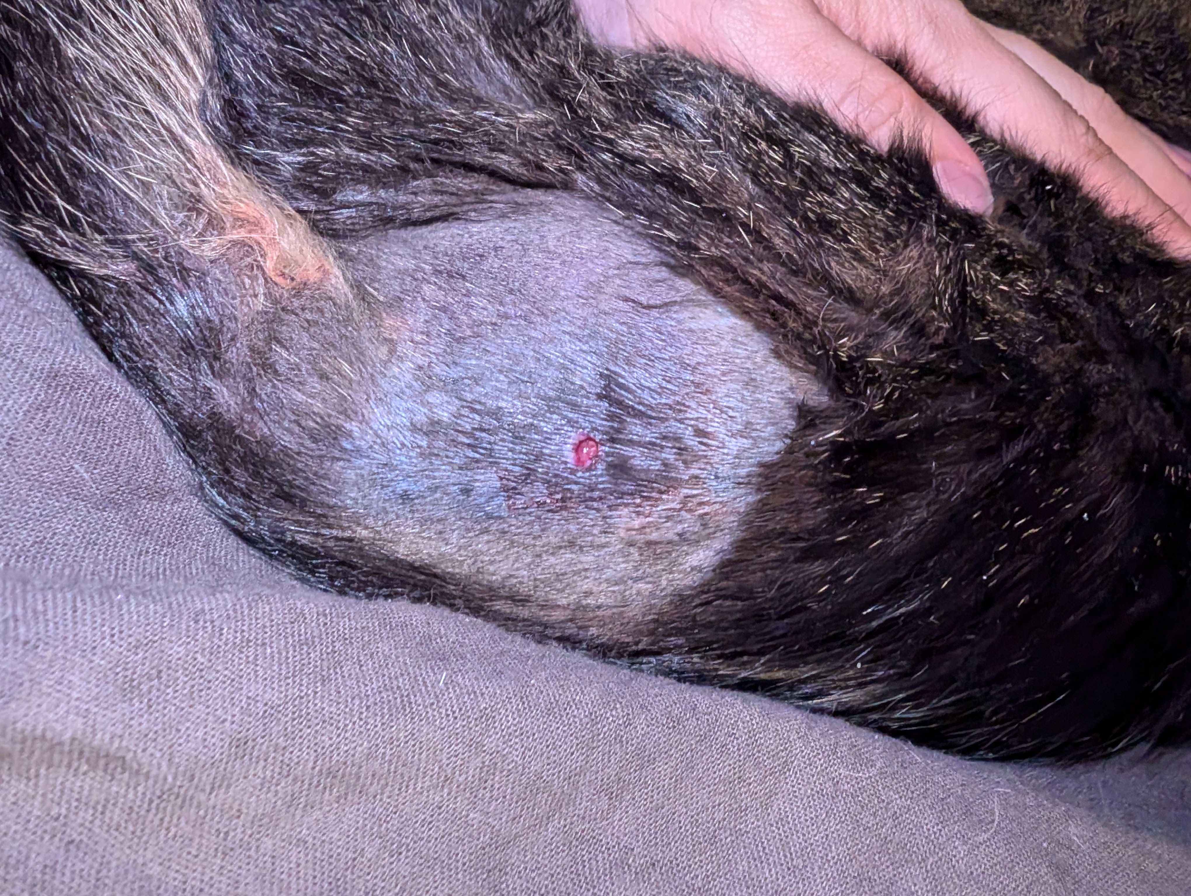 Help Erza survive shot wound campaign photo, 6 of 7