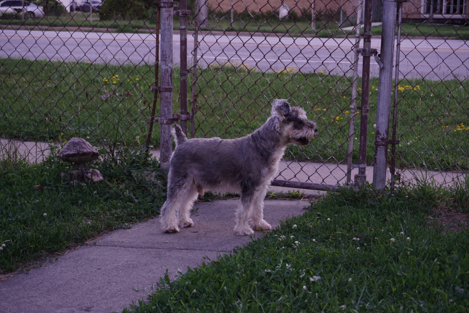 Save Cooper: Fund His Life-Saving Treatment campaign photo, 7 of 8