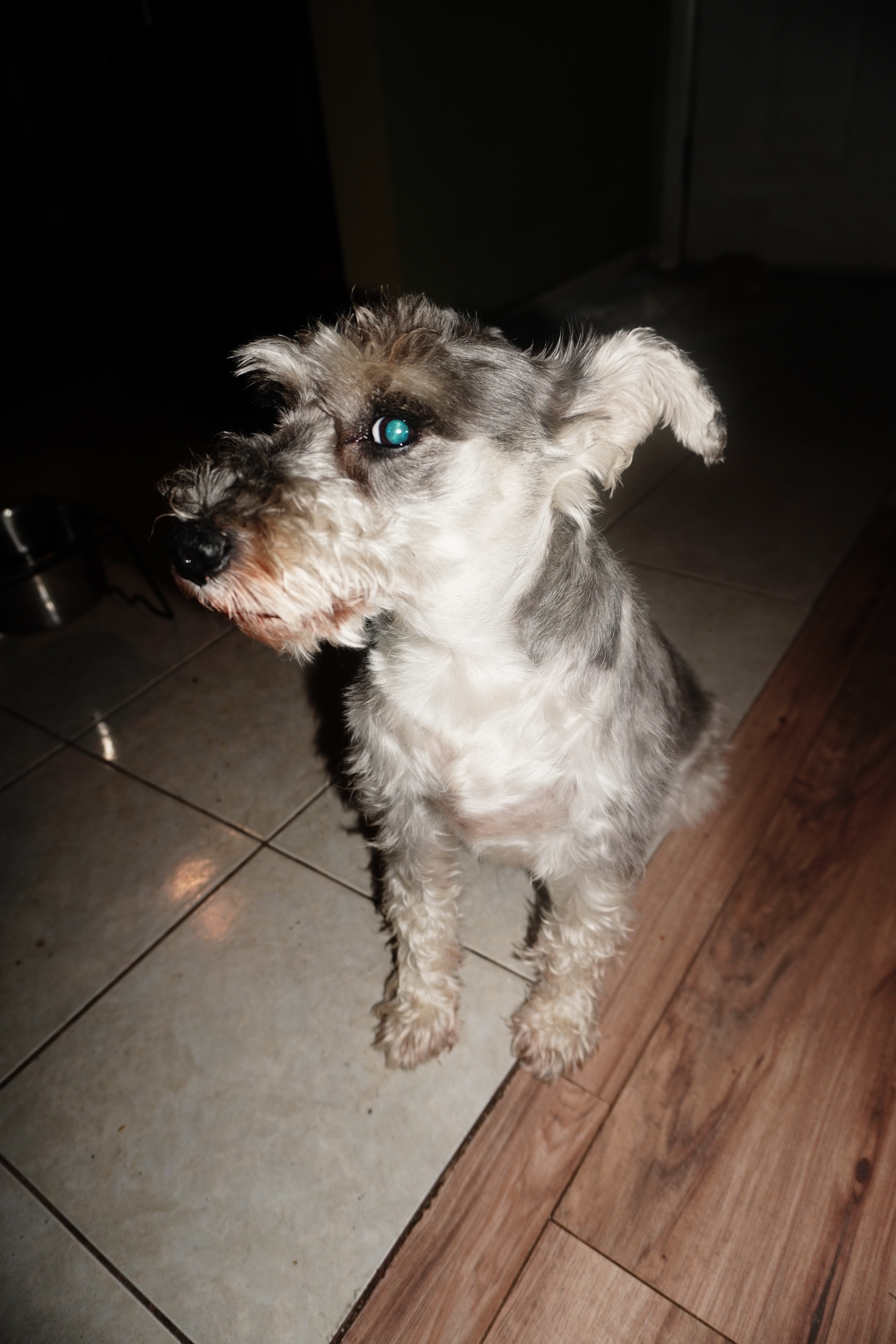 Save Cooper: Fund His Life-Saving Treatment campaign photo, 4 of 8