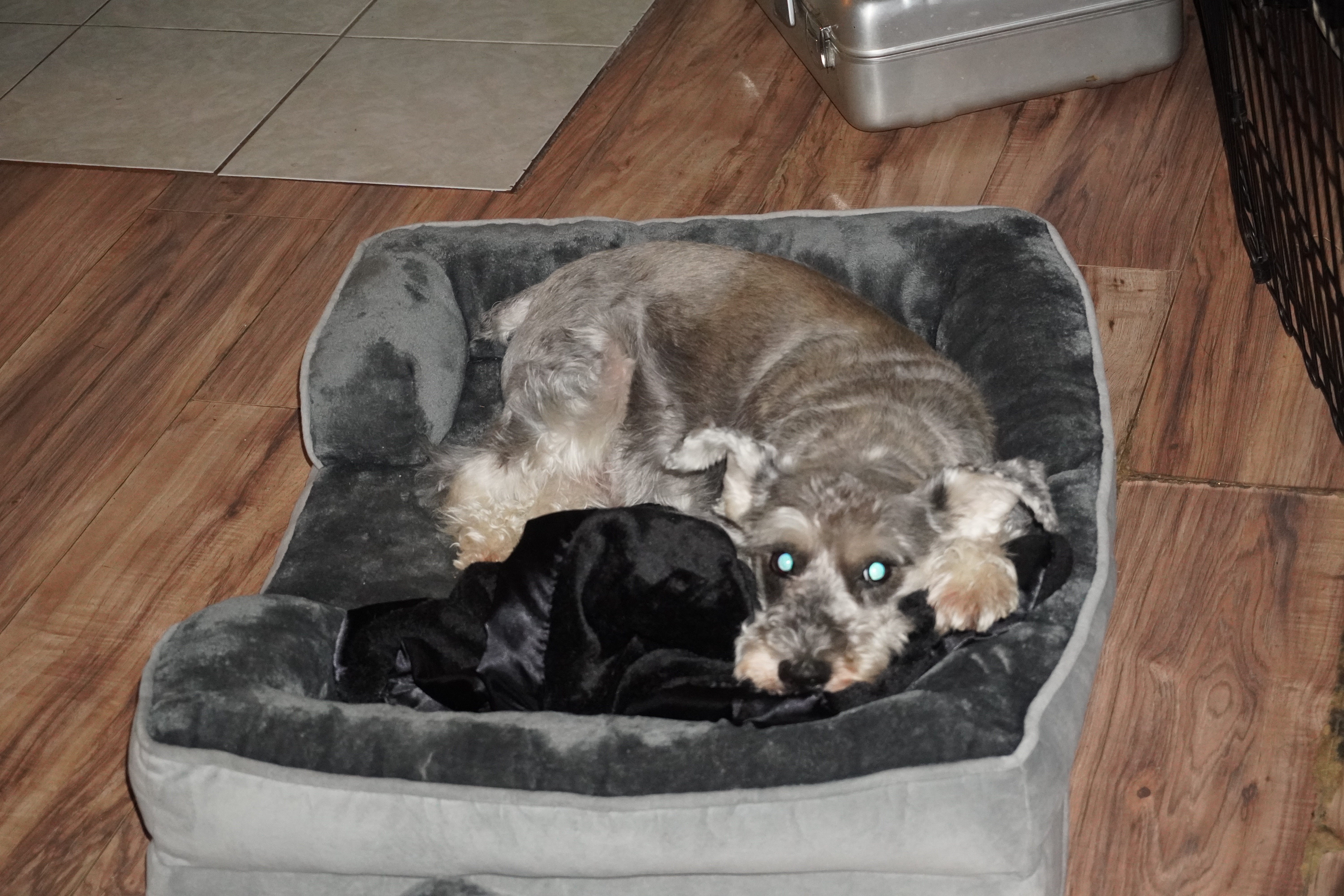 Save Cooper: Fund His Life-Saving Treatment campaign photo, 5 of 8
