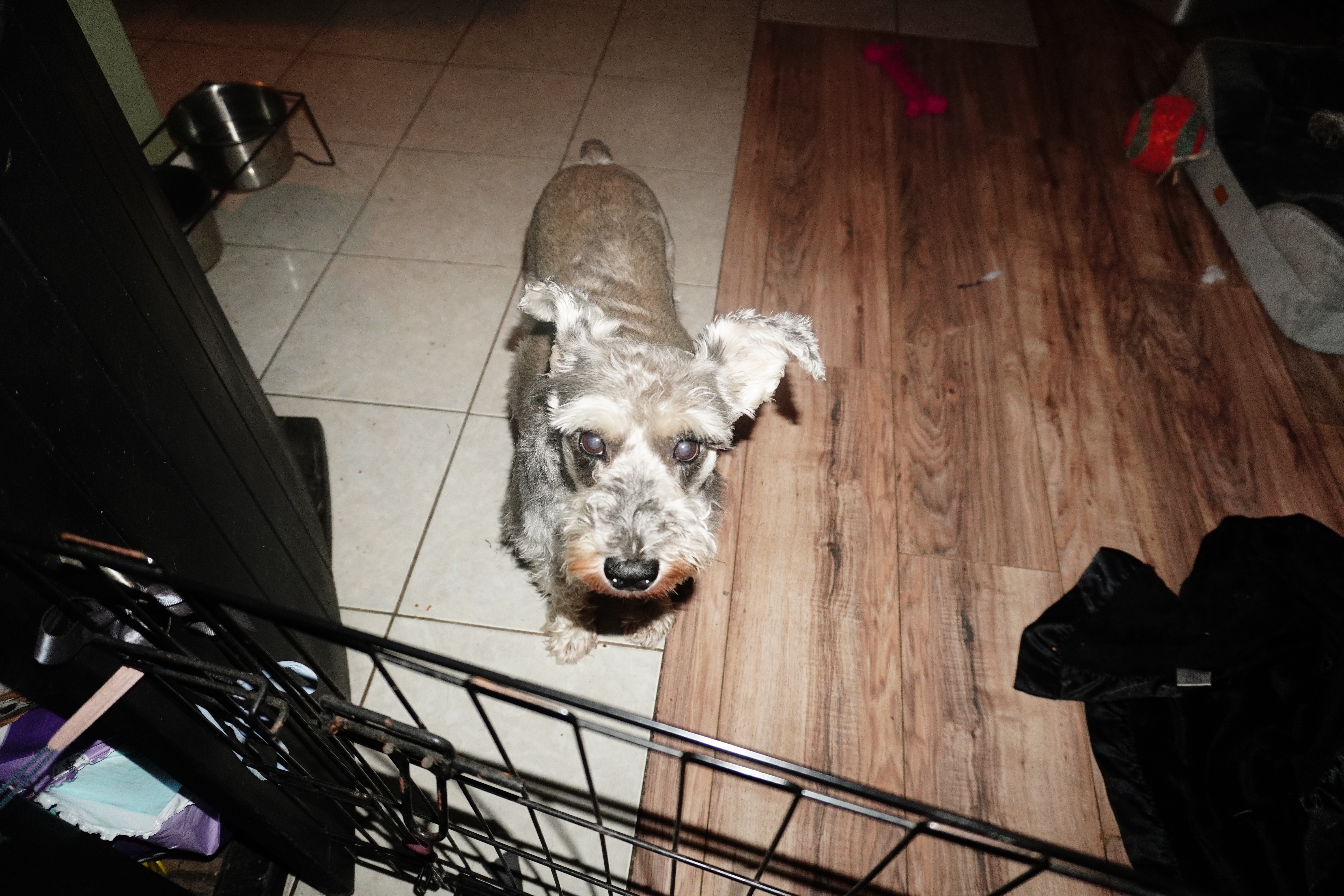 Save Cooper: Fund His Life-Saving Treatment campaign photo, 6 of 8