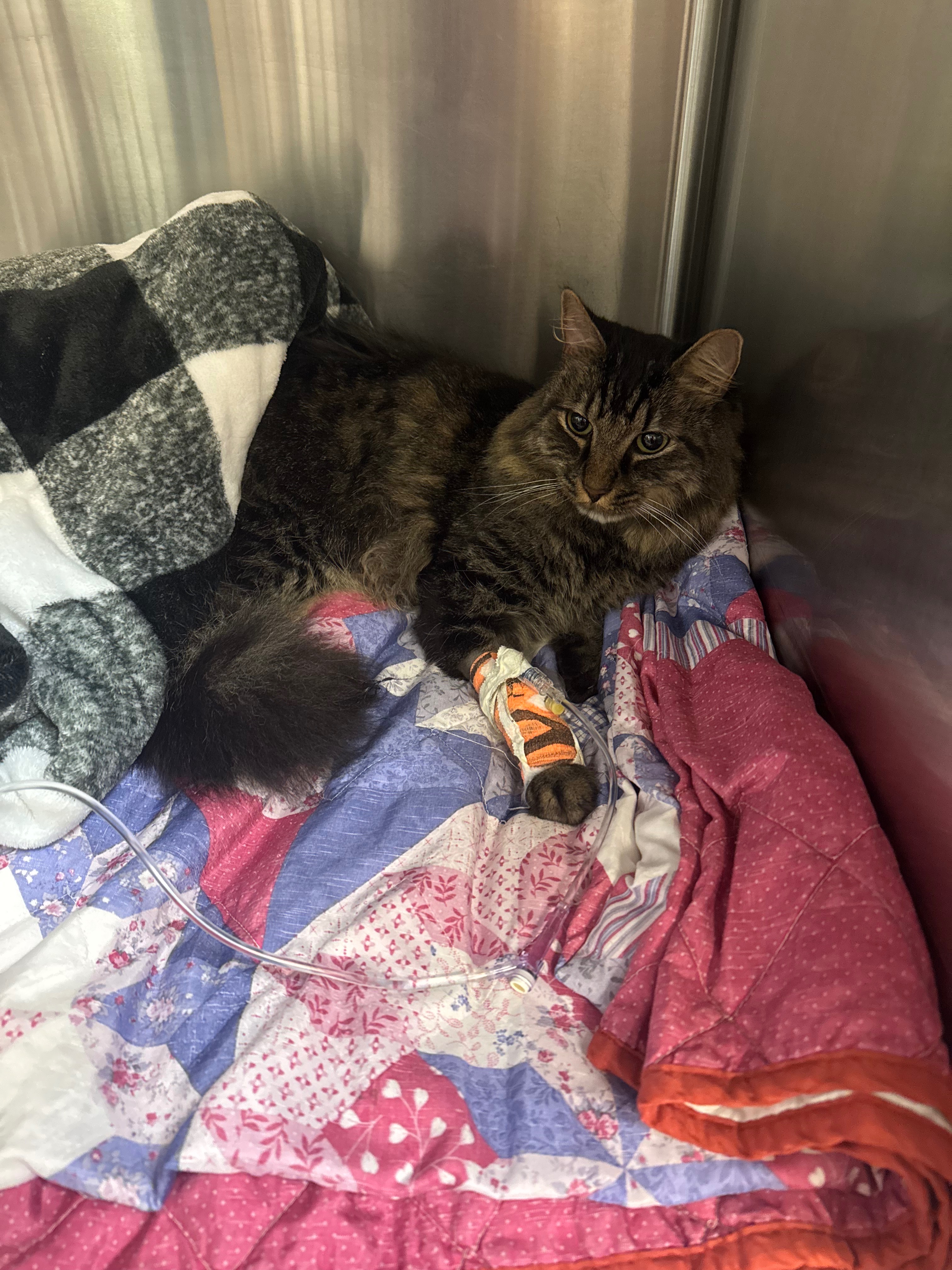 Dixon’s Vet Treatment and Surgery campaign photo, 4 of 5