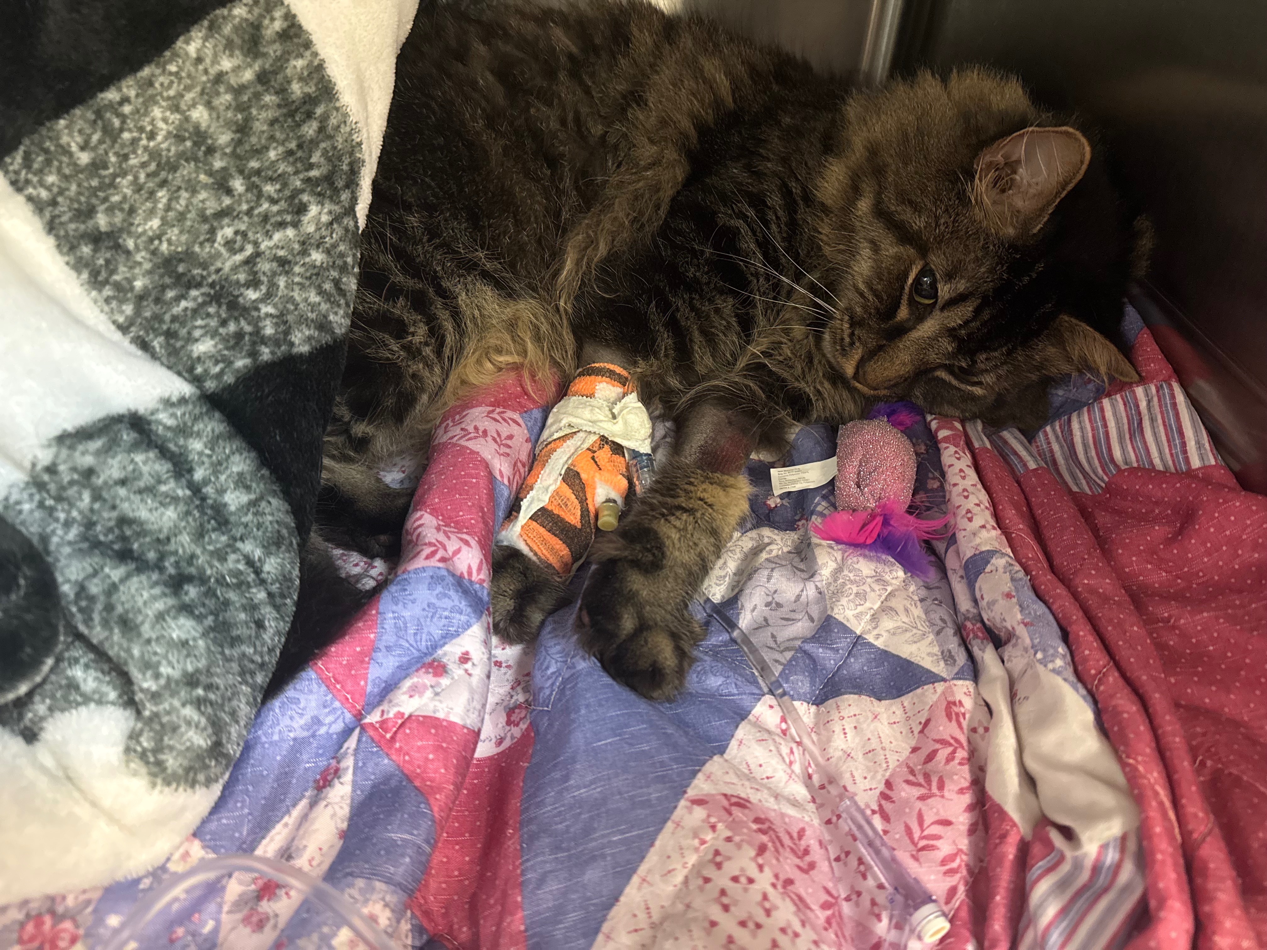 Dixon’s Vet Treatment and Surgery campaign photo, 2 of 5