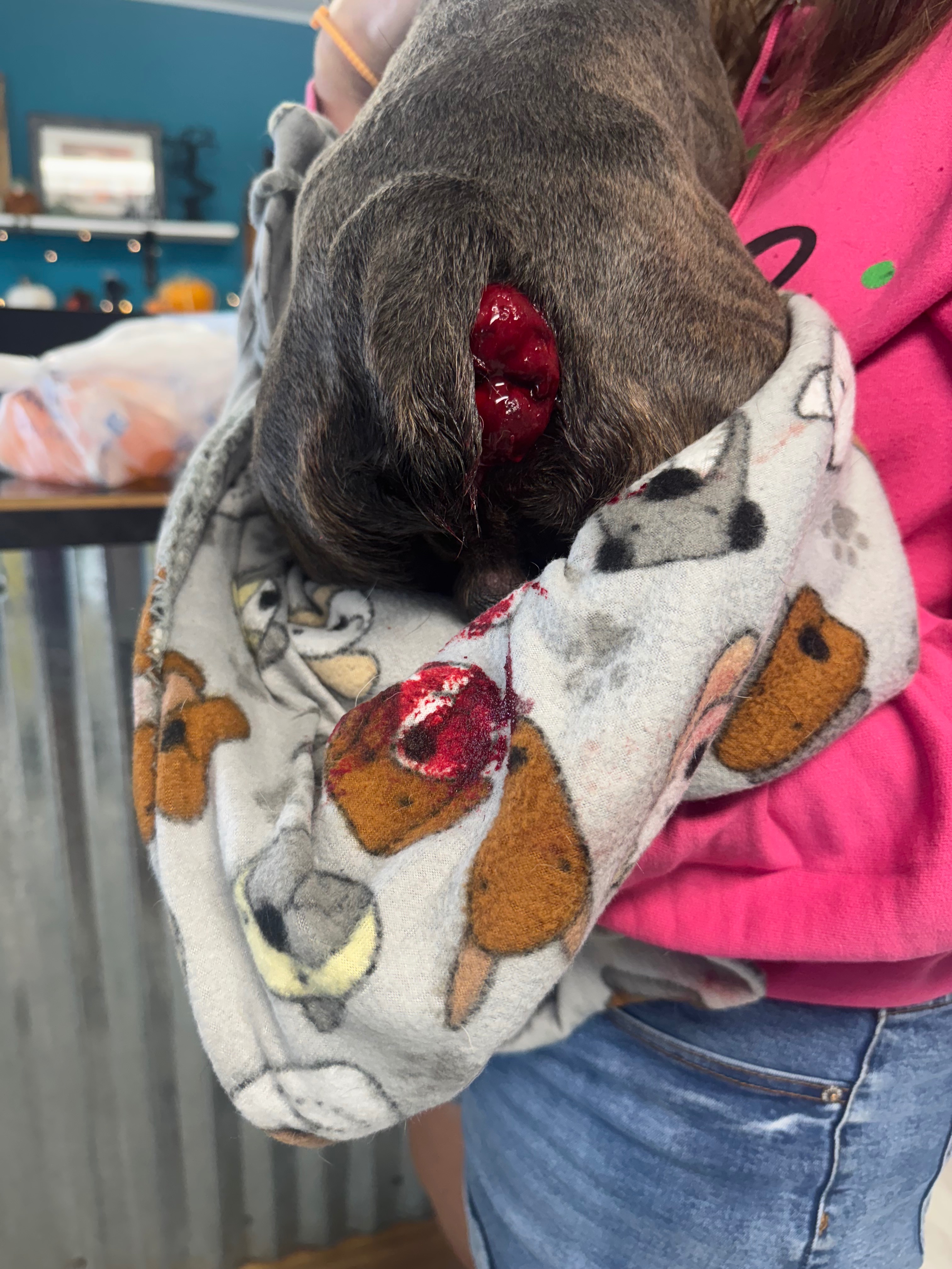 Donate to Save murfeys life campaign photo, 5 of 6