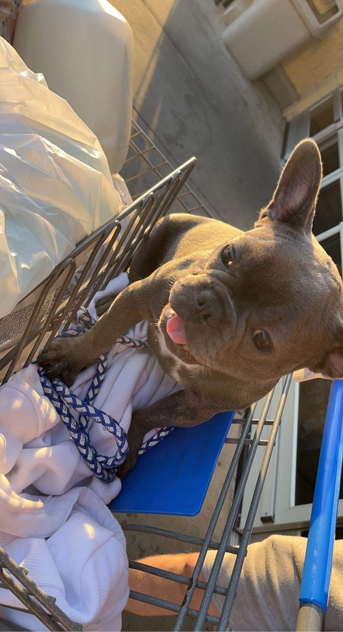 Donate to Save murfeys life campaign photo, 4 of 6