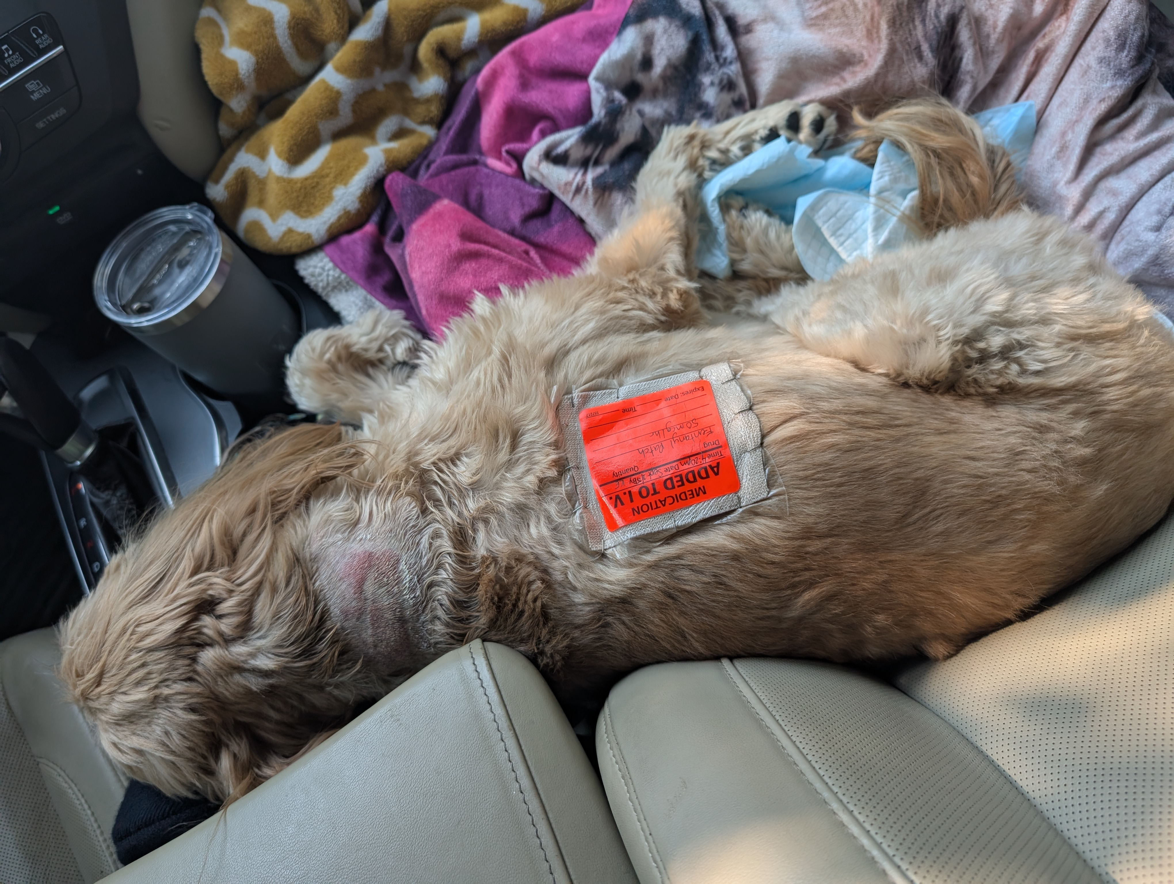 Donate to help our family dog Goldie-Girl in her recovery campaign photo, 2 of 8