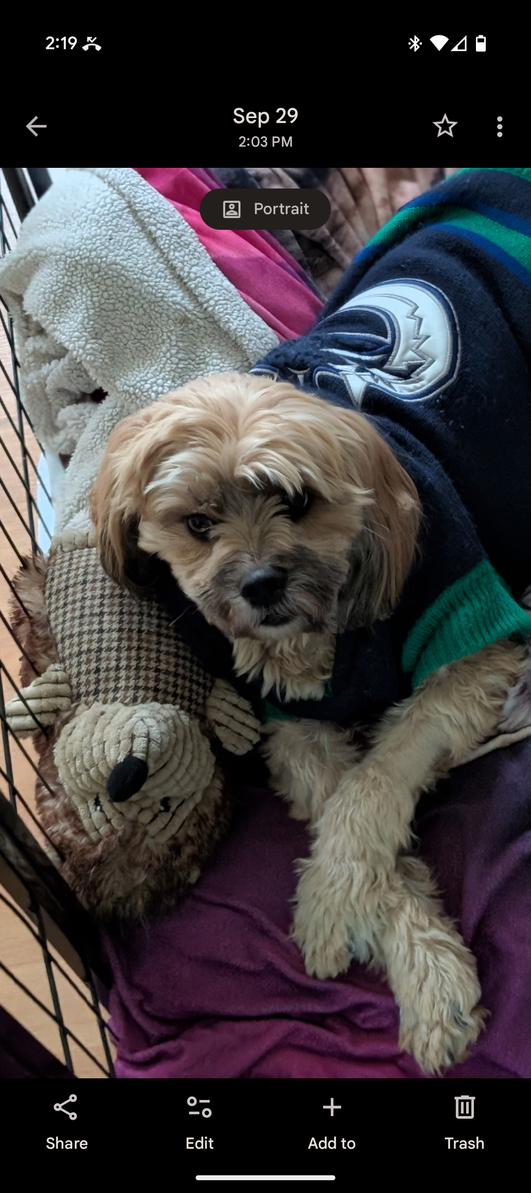 Donate to help our family dog Goldie-Girl in her recovery campaign photo, 5 of 8