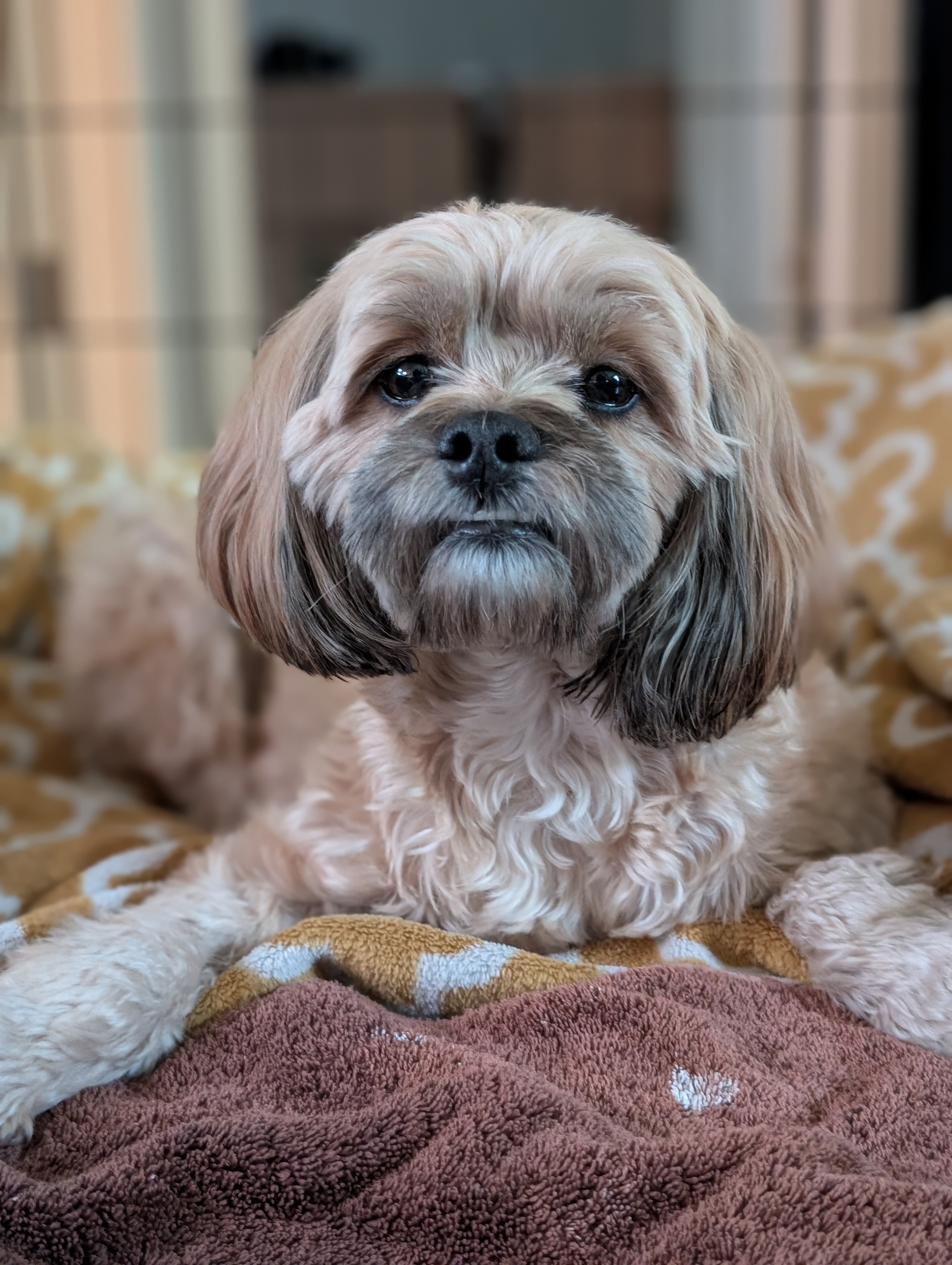 Donate to help our family dog Goldie-Girl in her recovery campaign photo, 6 of 8