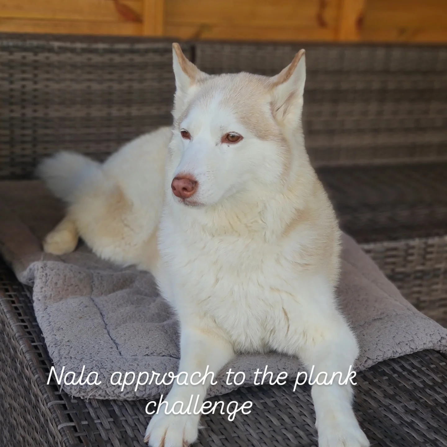 I'm planking to help more dogs find forever homes campaign photo, 6 of 7