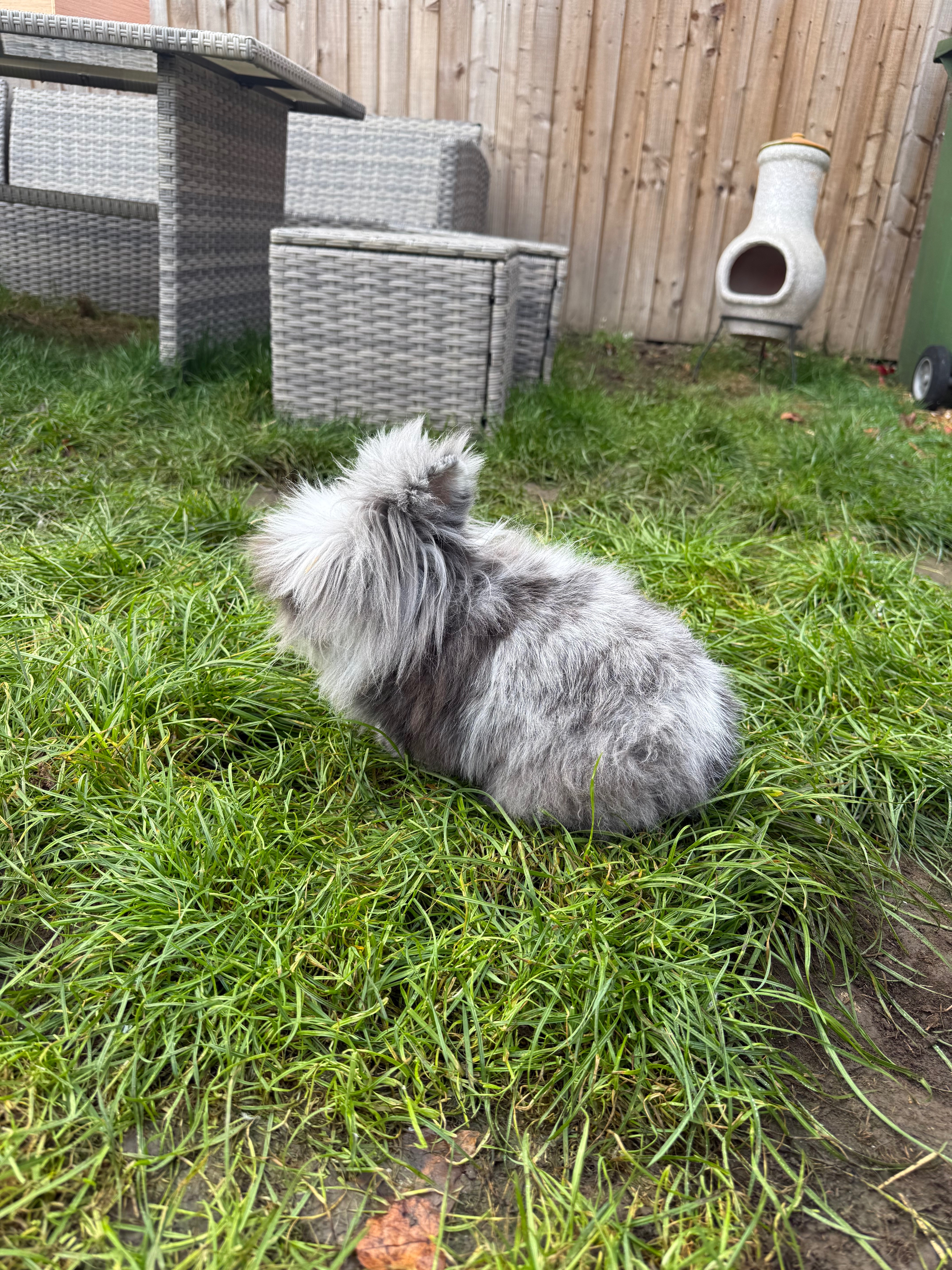 Please help us save Bear’s life campaign photo, 2 of 4