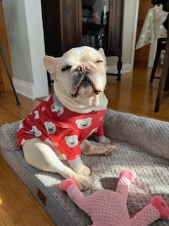 Lend a Paw: Help Stitch with Medical Expenses campaign photo, 6 of 7