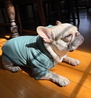Lend a Paw: Help Stitch with Medical Expenses campaign photo, 2 of 7