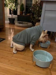 Lend a Paw: Help Stitch with Medical Expenses campaign photo, 4 of 7