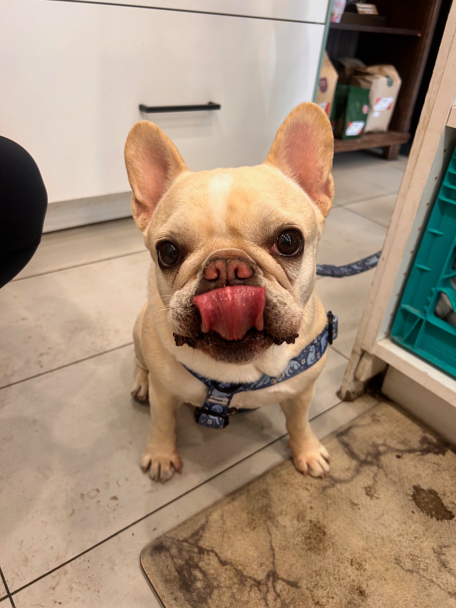 Lend a Paw: Help Stitch with Medical Expenses campaign photo, 5 of 7