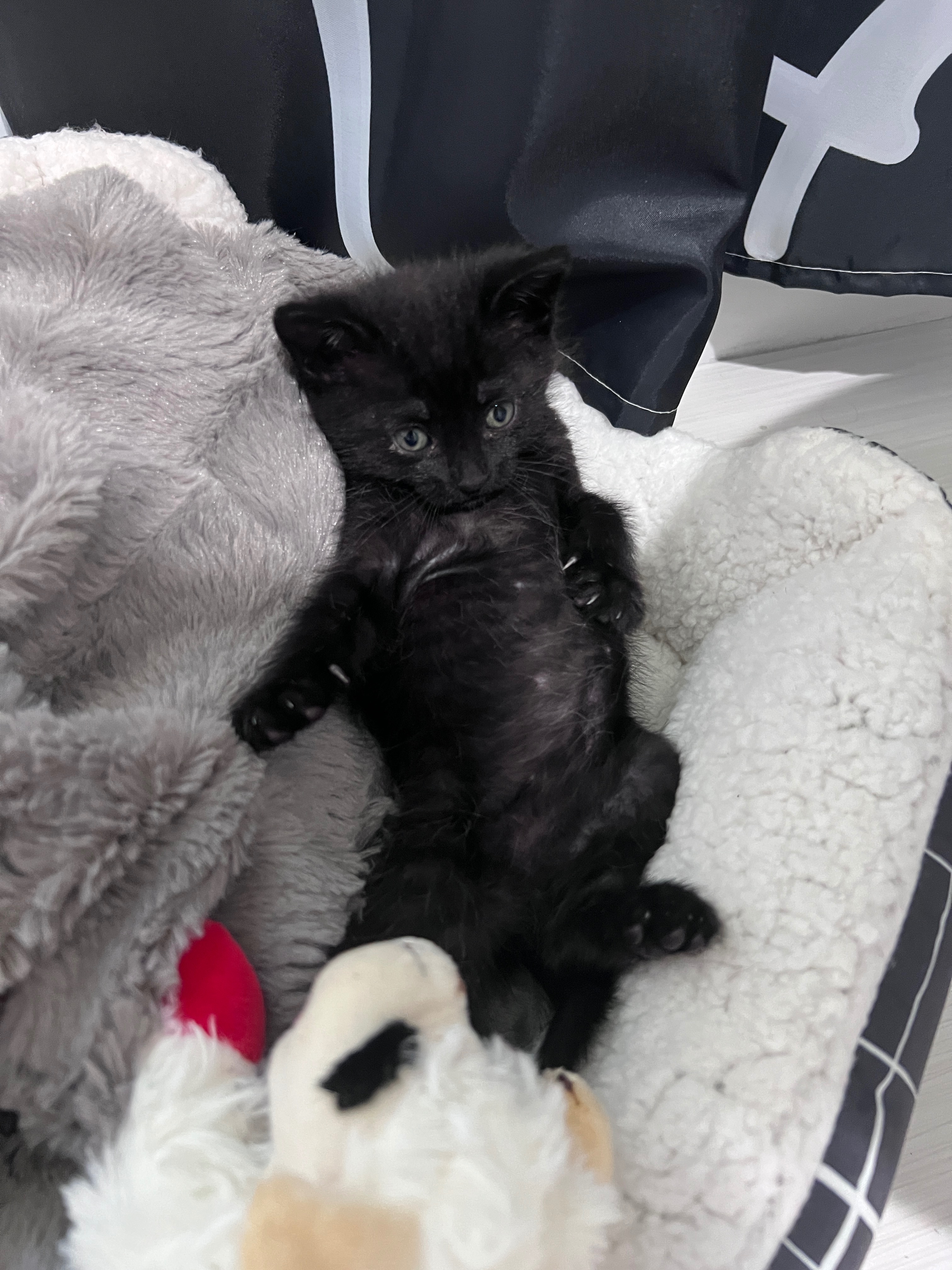 Please help our 5-week old foster kitten get medical care campaign photo, 5 of 6
