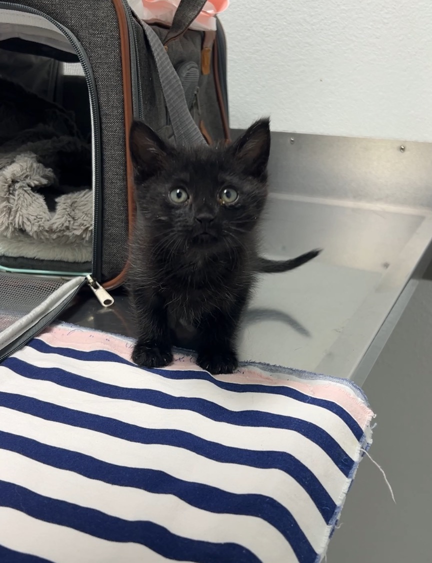 Please help our 5-week old foster kitten get medical care campaign photo, 2 of 6