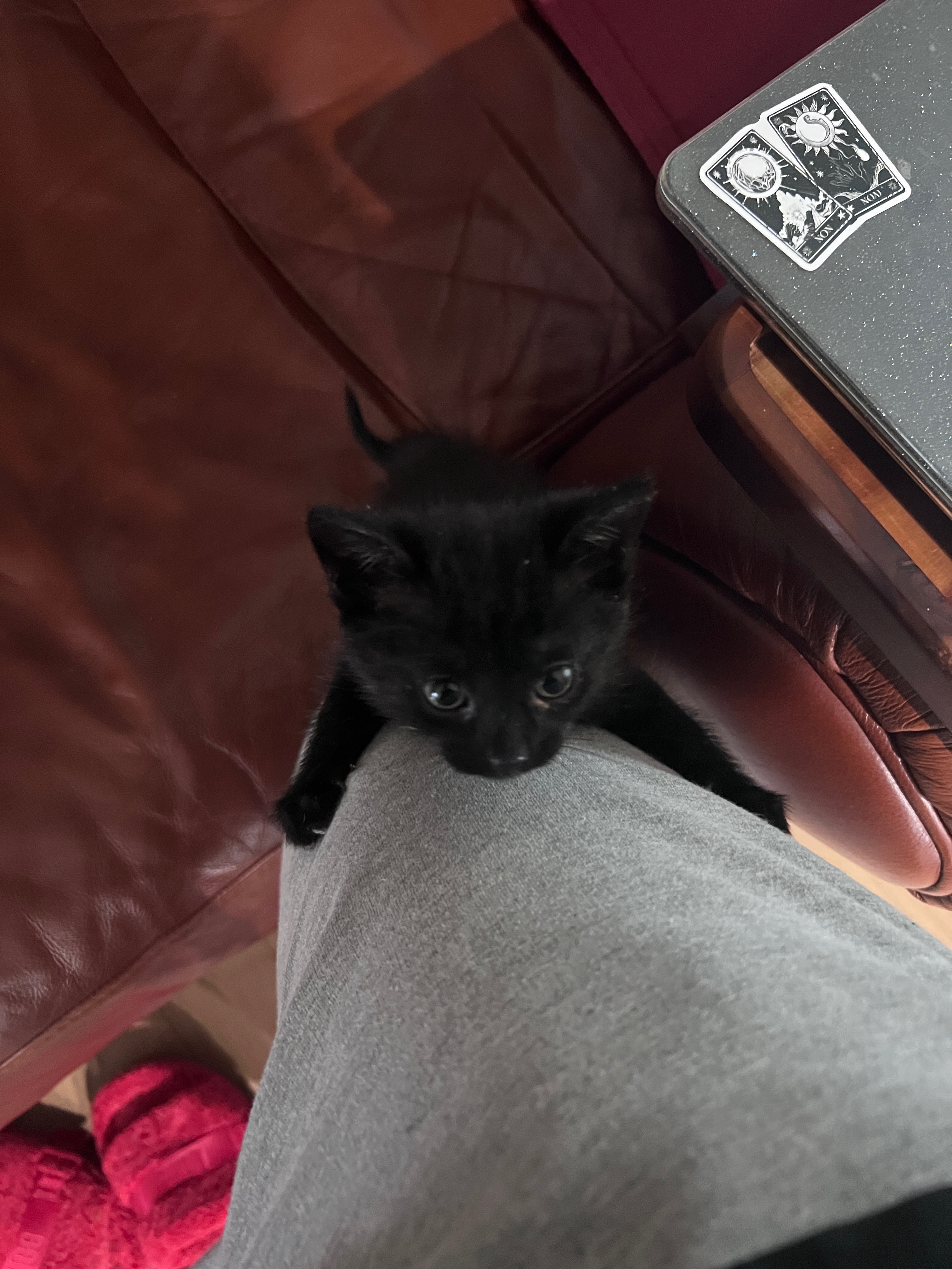 Please help our 5-week old foster kitten get medical care campaign photo, 4 of 6