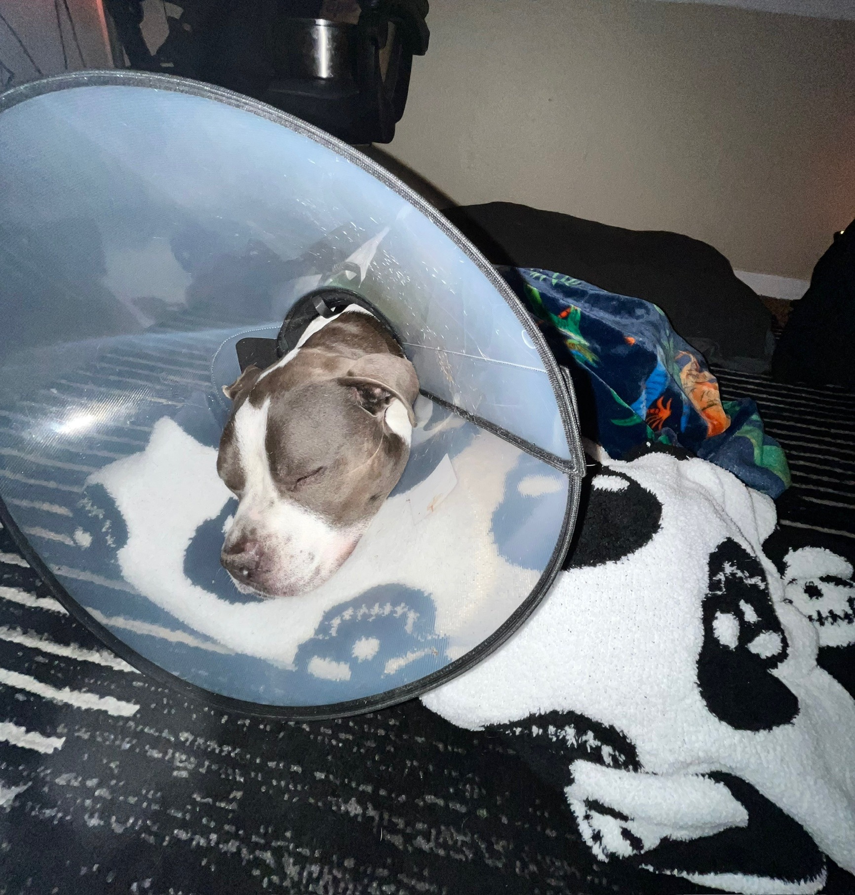 Julian & Zeppelin After Emergency Surgery campaign photo, 6 of 7