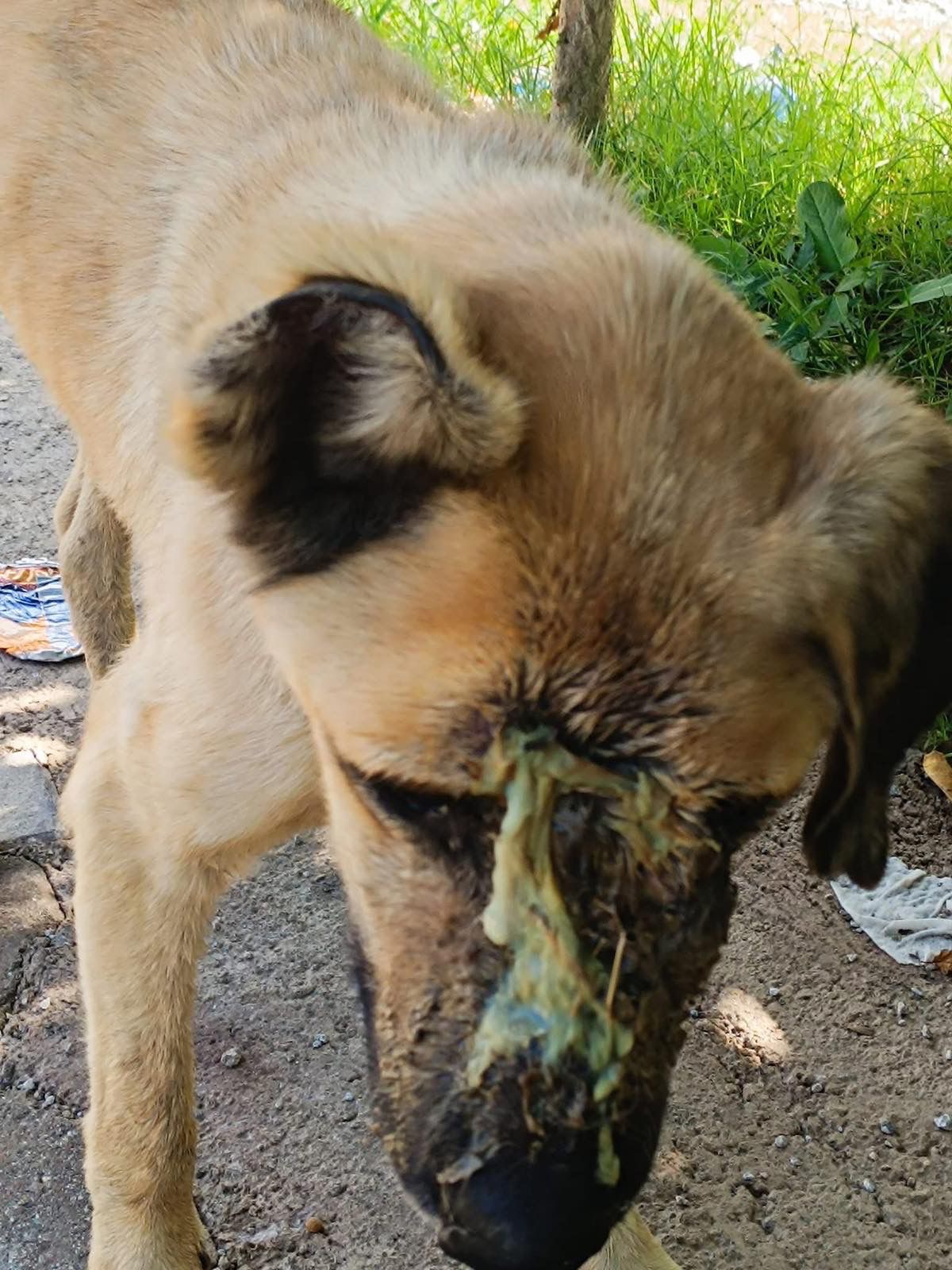 I Found Him Crying in Pain on the Street — Now He’s Fighting campaign photo, 4 of 5