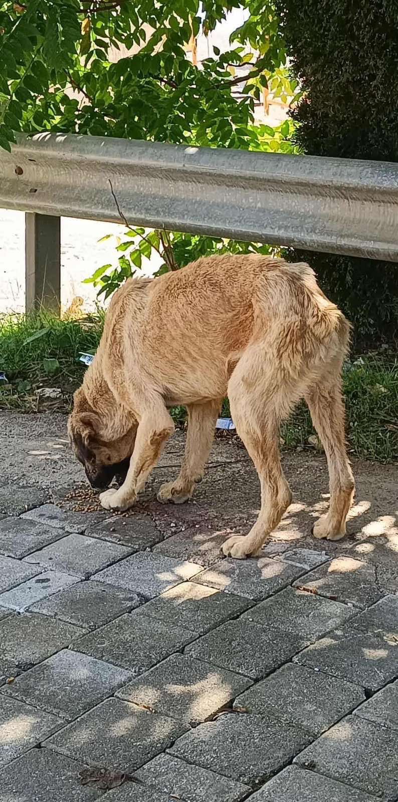 I Found Him Crying in Pain on the Street — Now He’s Fighting campaign photo, 2 of 5