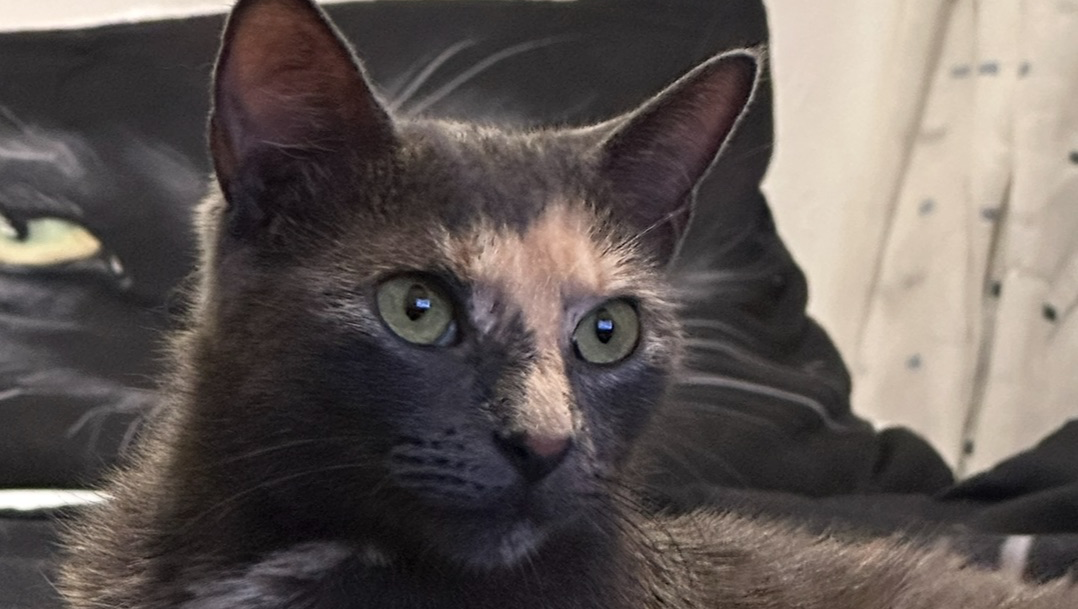 Save Gracie: Urgent Surgery Needed photo
