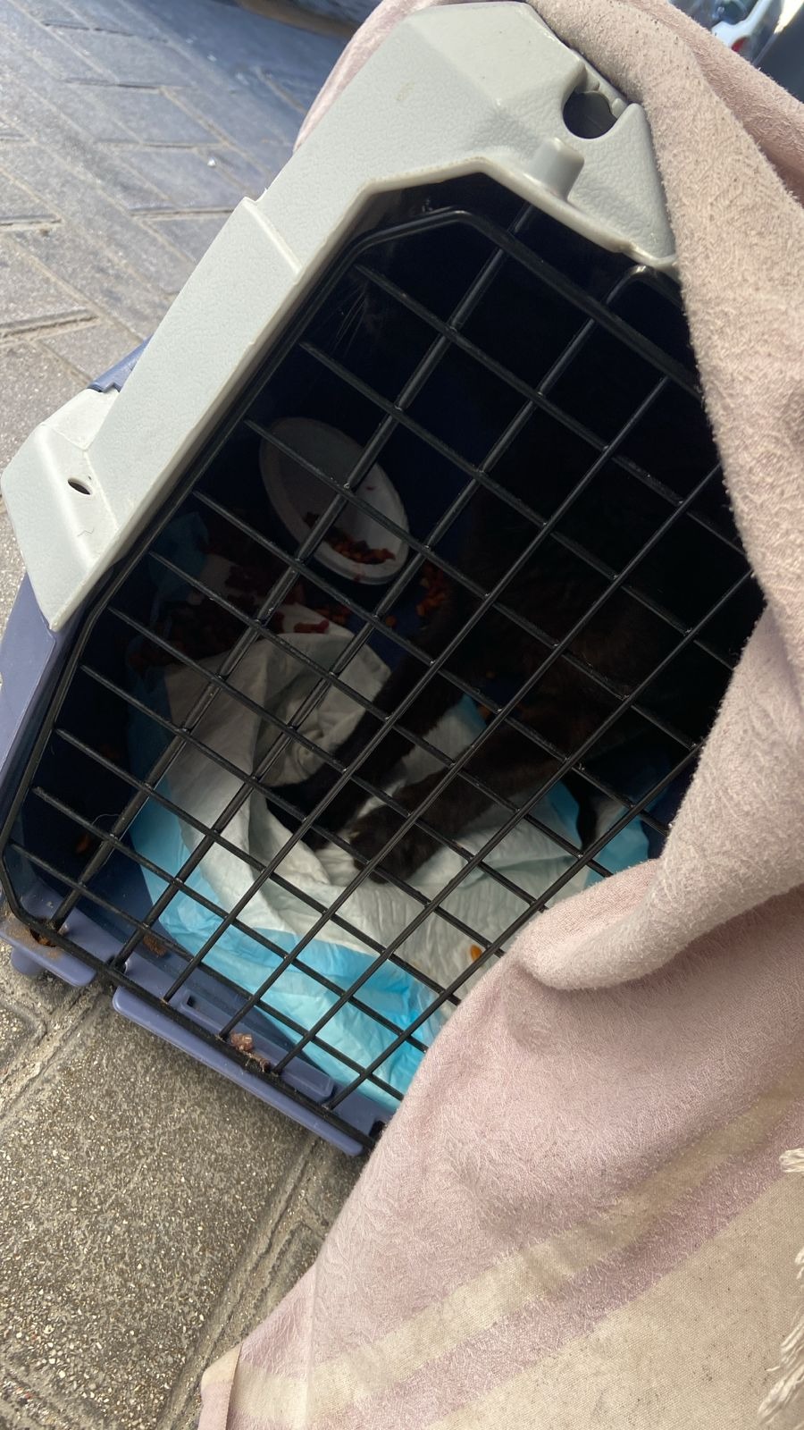 URGENT - Support for Ash’s Tail Amputation & Recovery campaign photo, 2 of 5