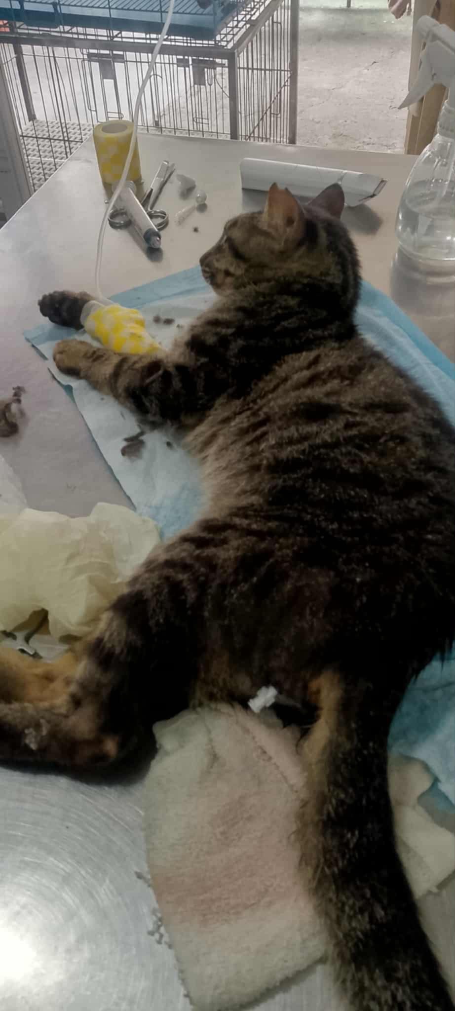 WHISKERS STATION animal rescue needs help desperately! campaign photo, 7 of 8