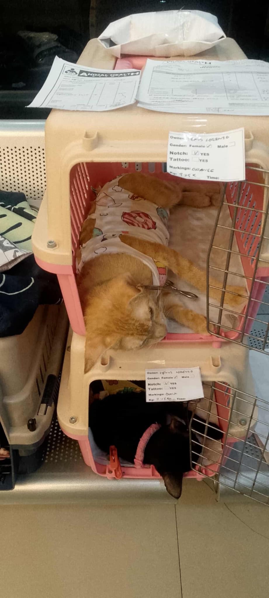 WHISKERS STATION animal rescue needs help desperately! campaign photo, 4 of 8