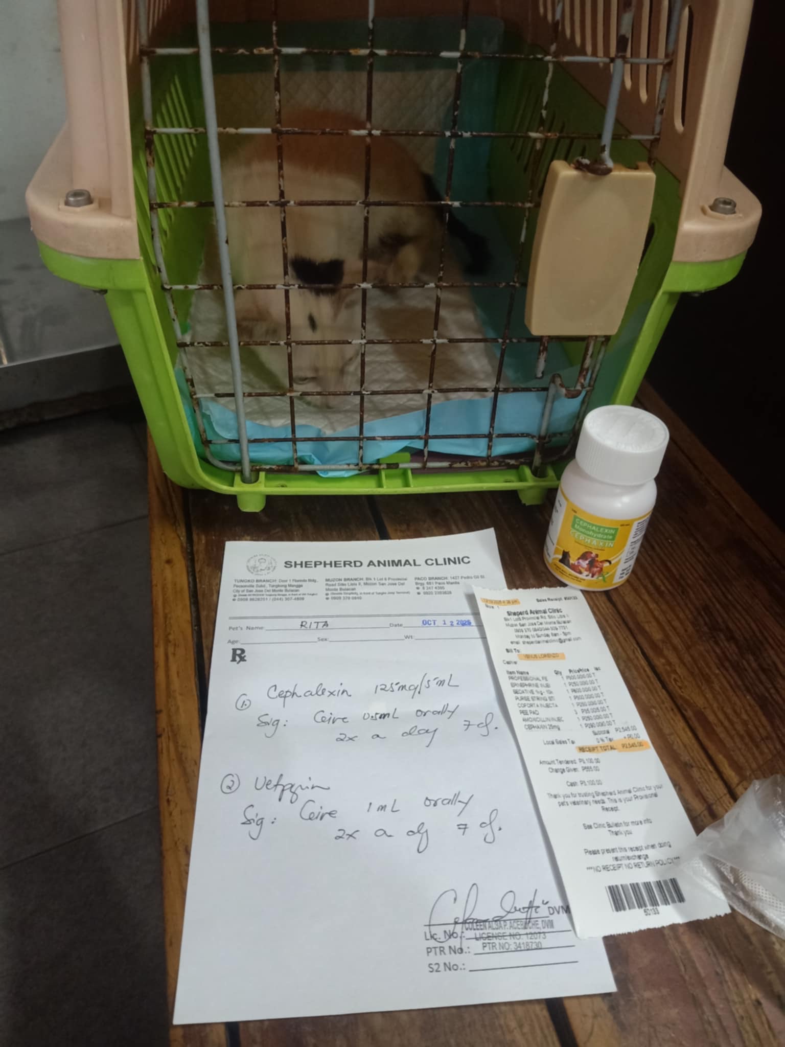WHISKERS STATION animal rescue needs help desperately! campaign photo, 6 of 8