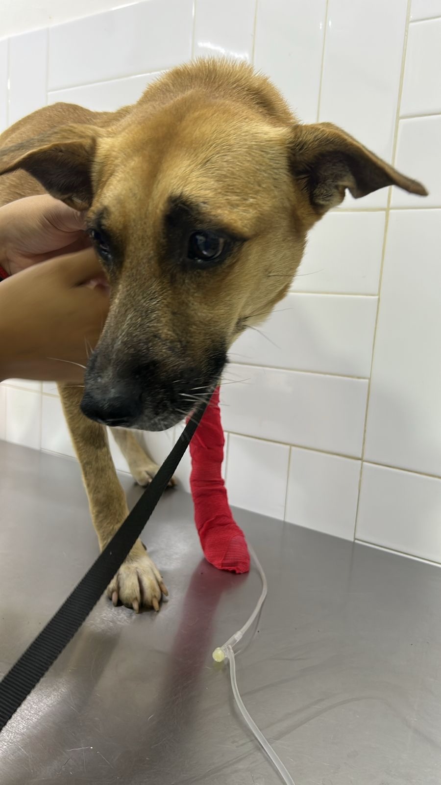 Donate to help Macho and Marshmello's vet costs campaign photo, 5 of 6