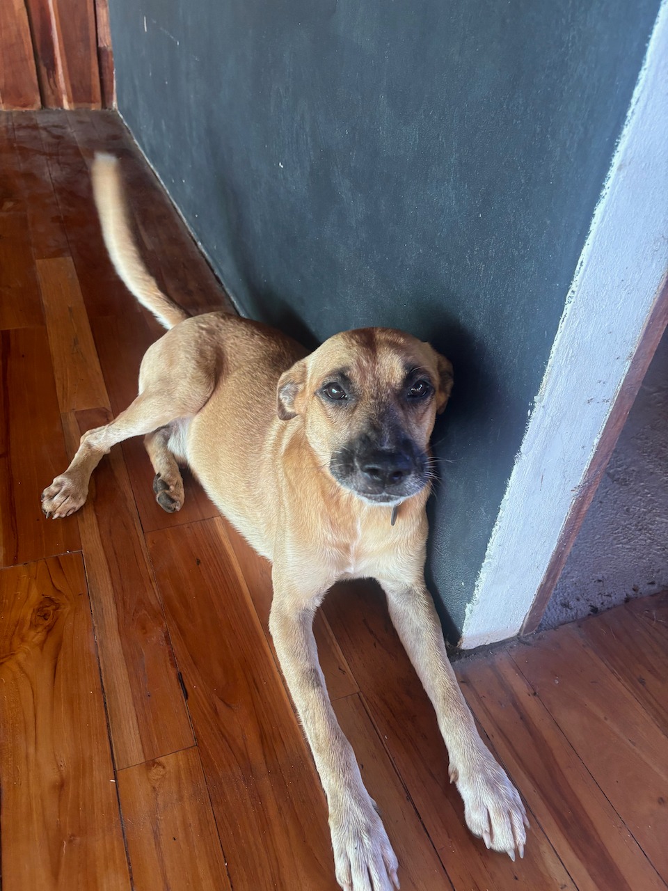 Donate to help Macho and Marshmello's vet costs campaign photo, 2 of 6