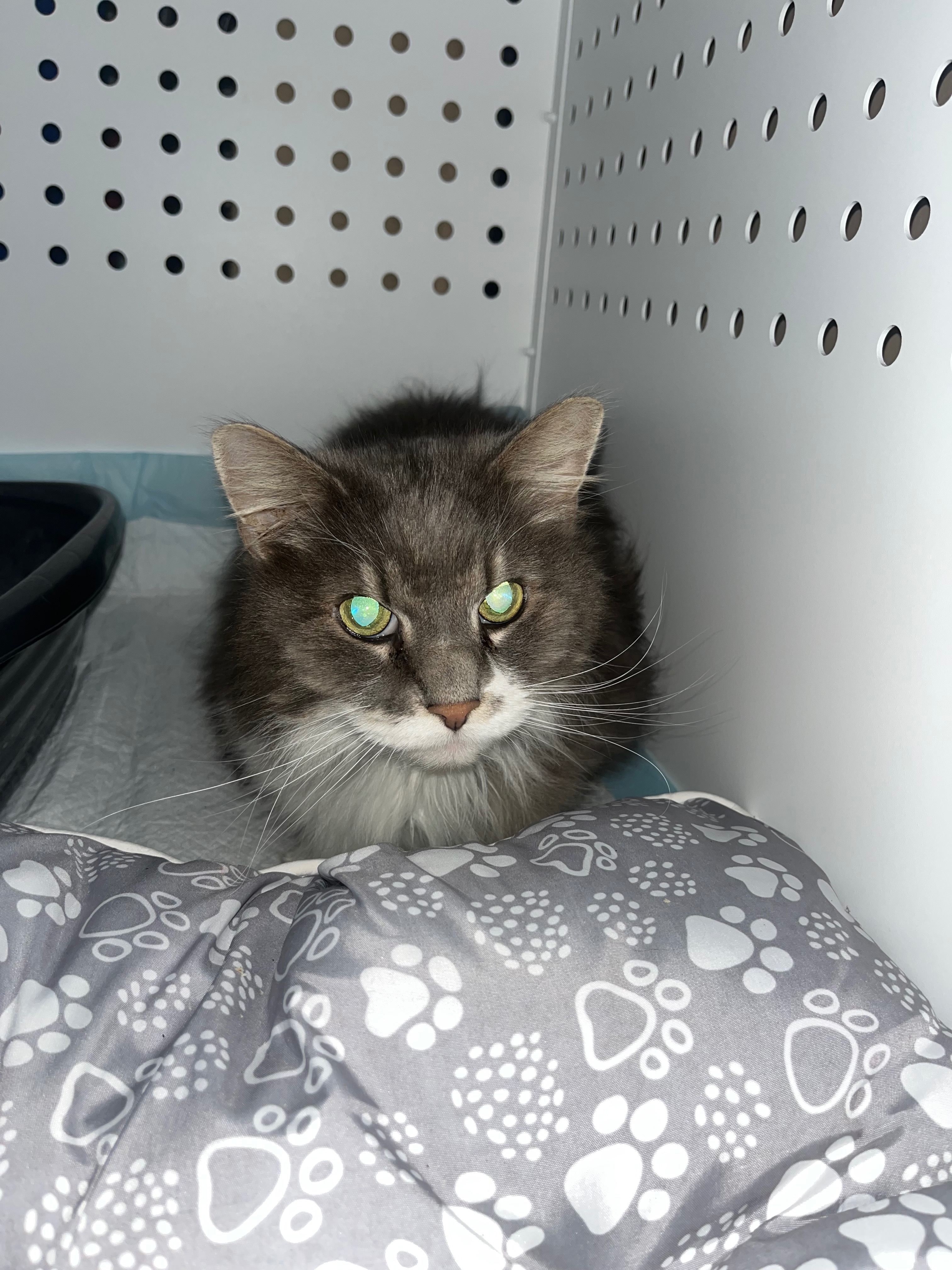 Help Us Care for a Rescued Stray Cat campaign photo, 6 of 6