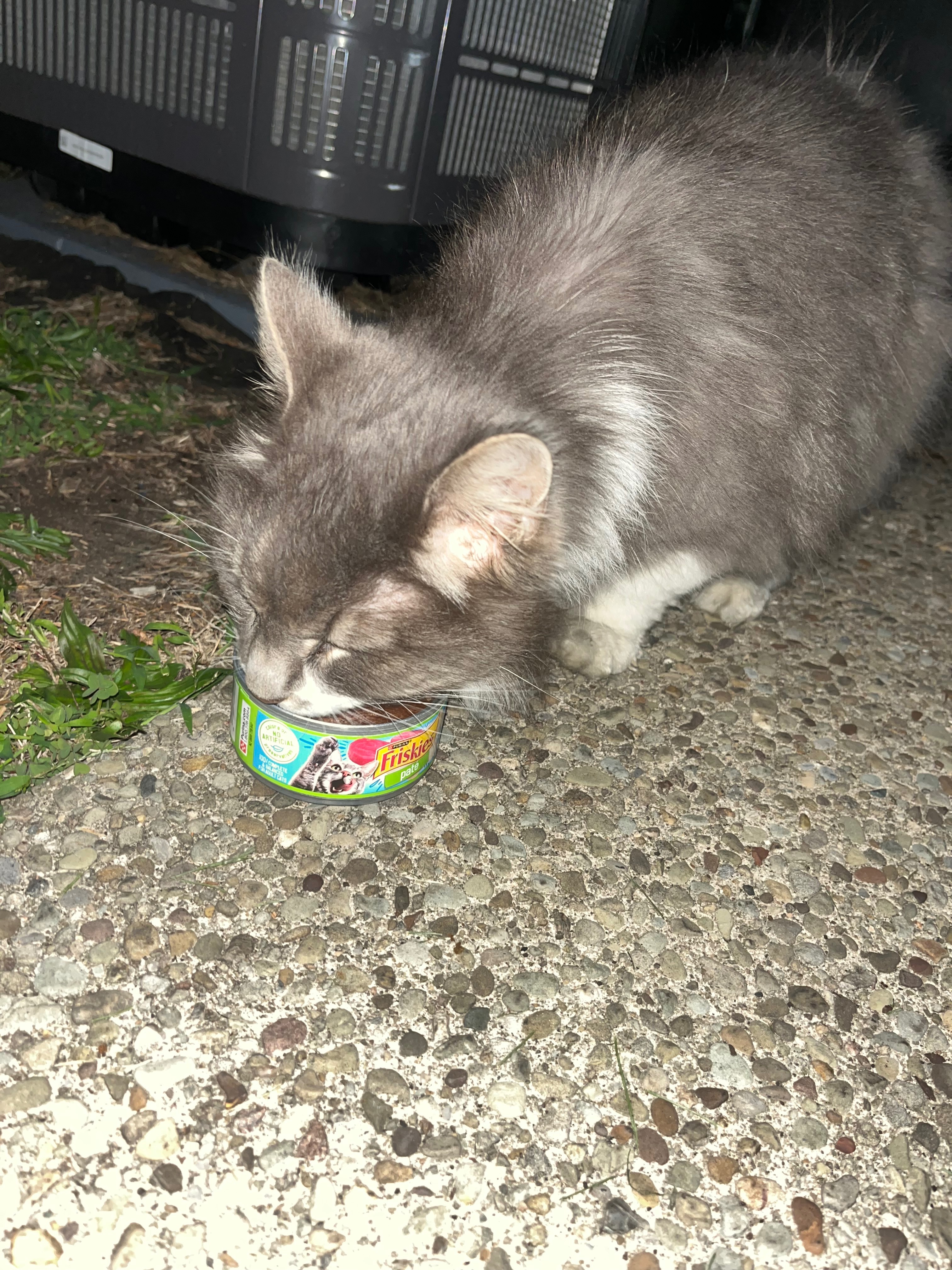 Help Us Care for a Rescued Stray Cat campaign photo, 5 of 6