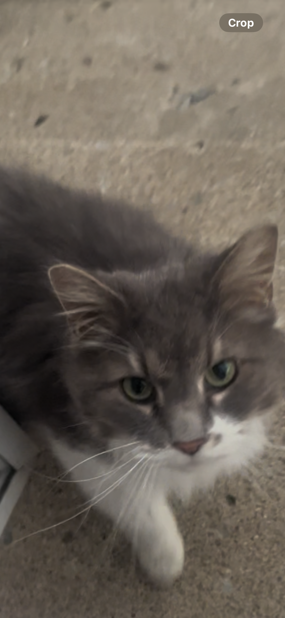 Help Us Care for a Rescued Stray Cat campaign photo, 2 of 6