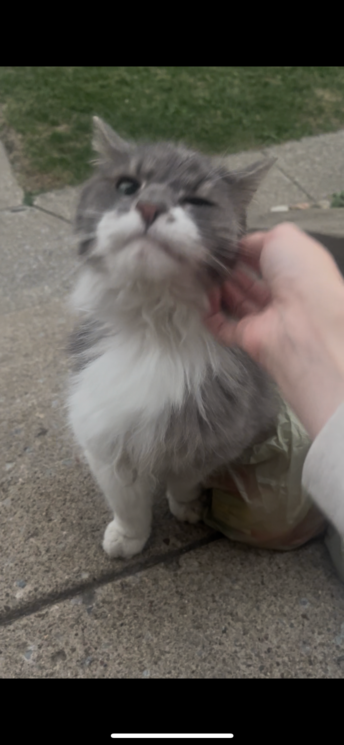 Help Us Care for a Rescued Stray Cat campaign photo, 4 of 6