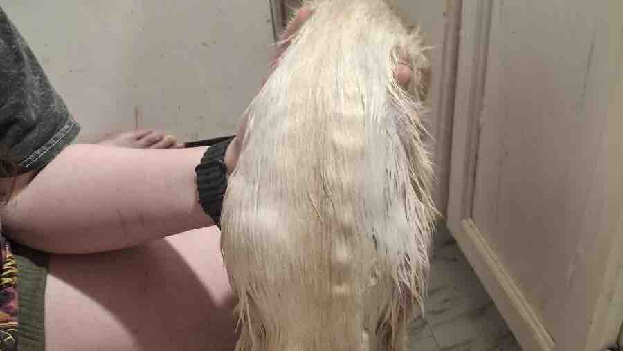 Support Kitty's Urgent Medical Needs photo