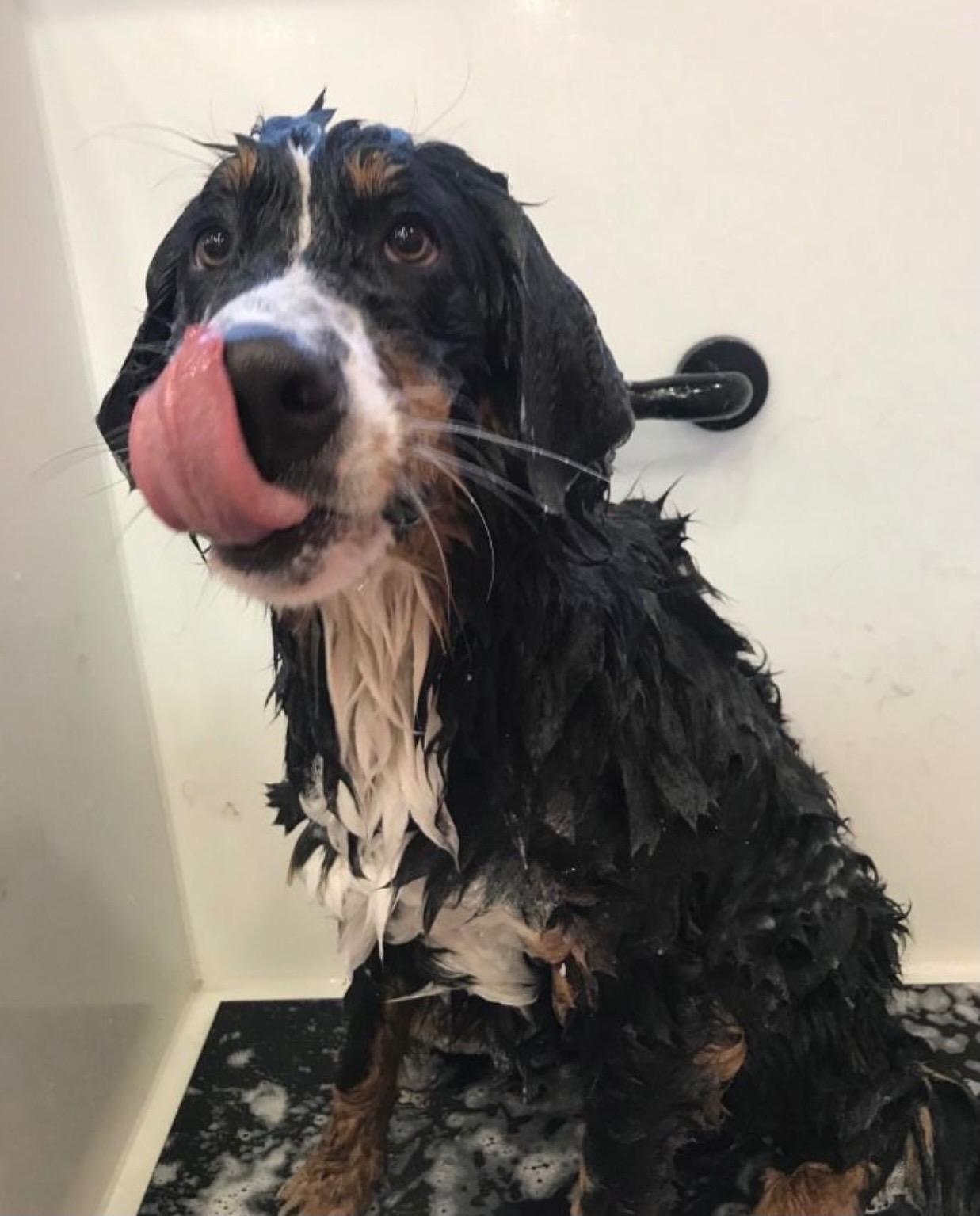 Help S’mores Get Lifesaving Surgery campaign photo, 7 of 8