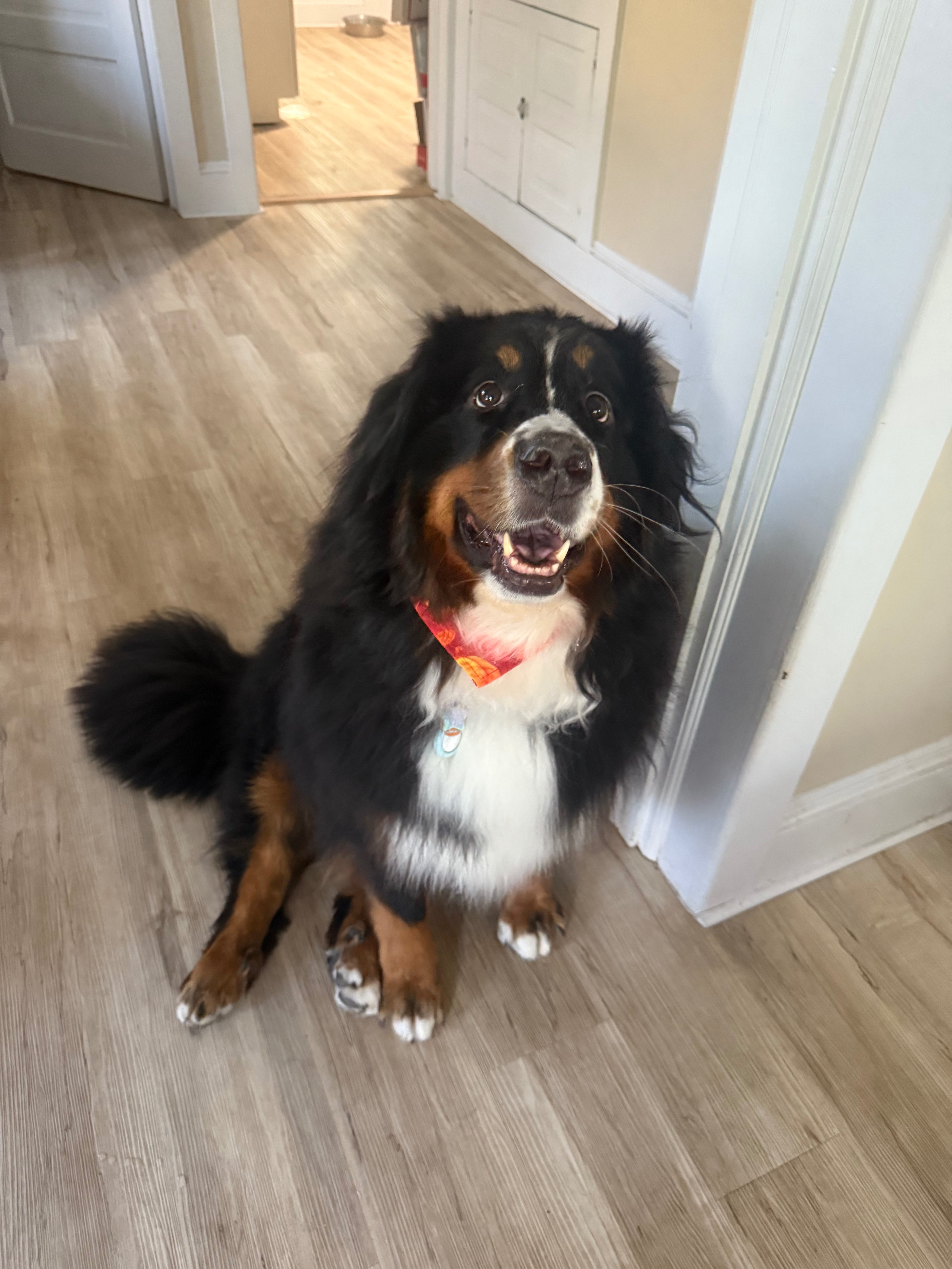 Help S’mores Get Lifesaving Surgery campaign photo, 2 of 8
