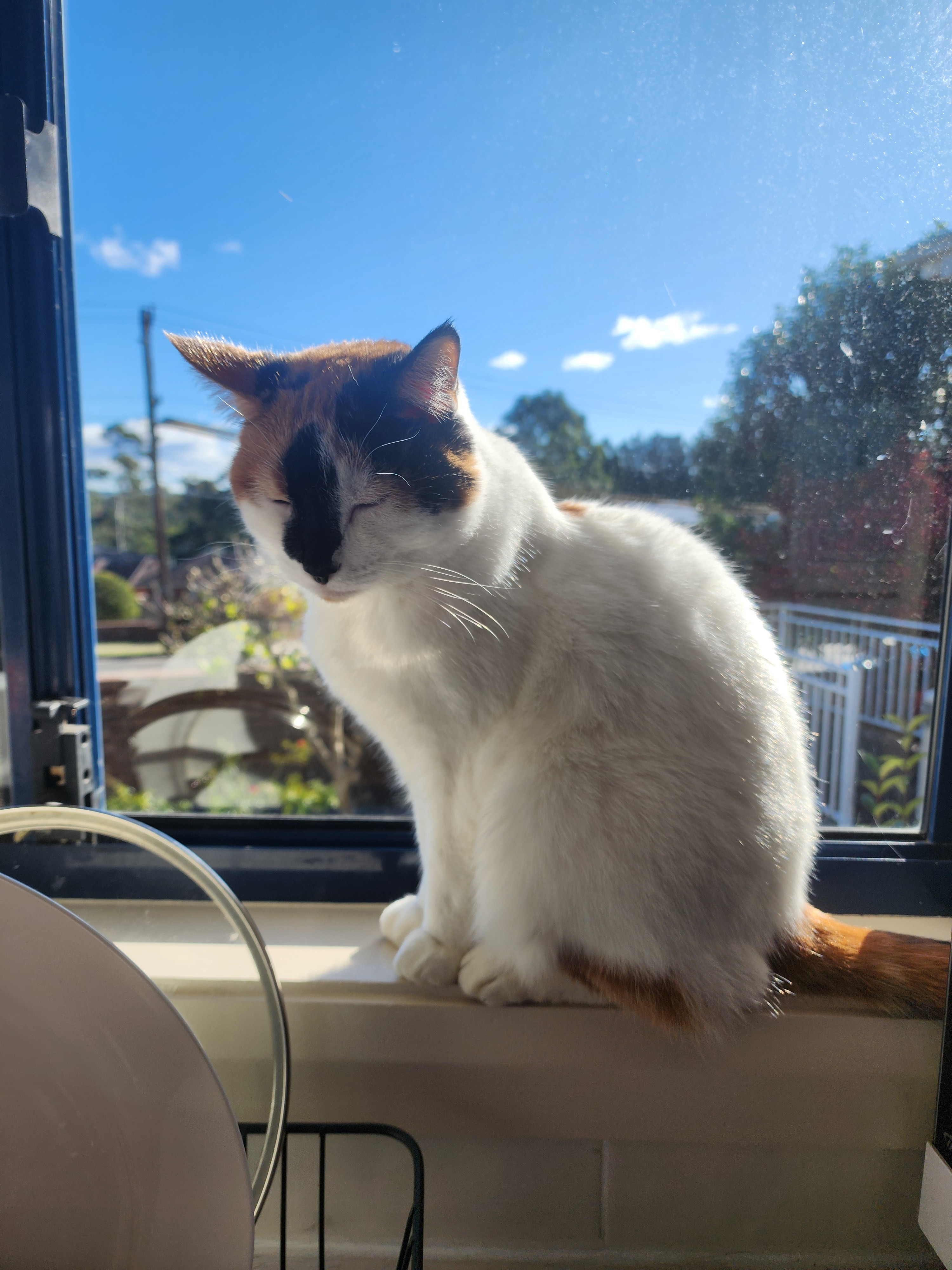 Please Help Waffles with her Aneamia campaign photo, 2 of 4