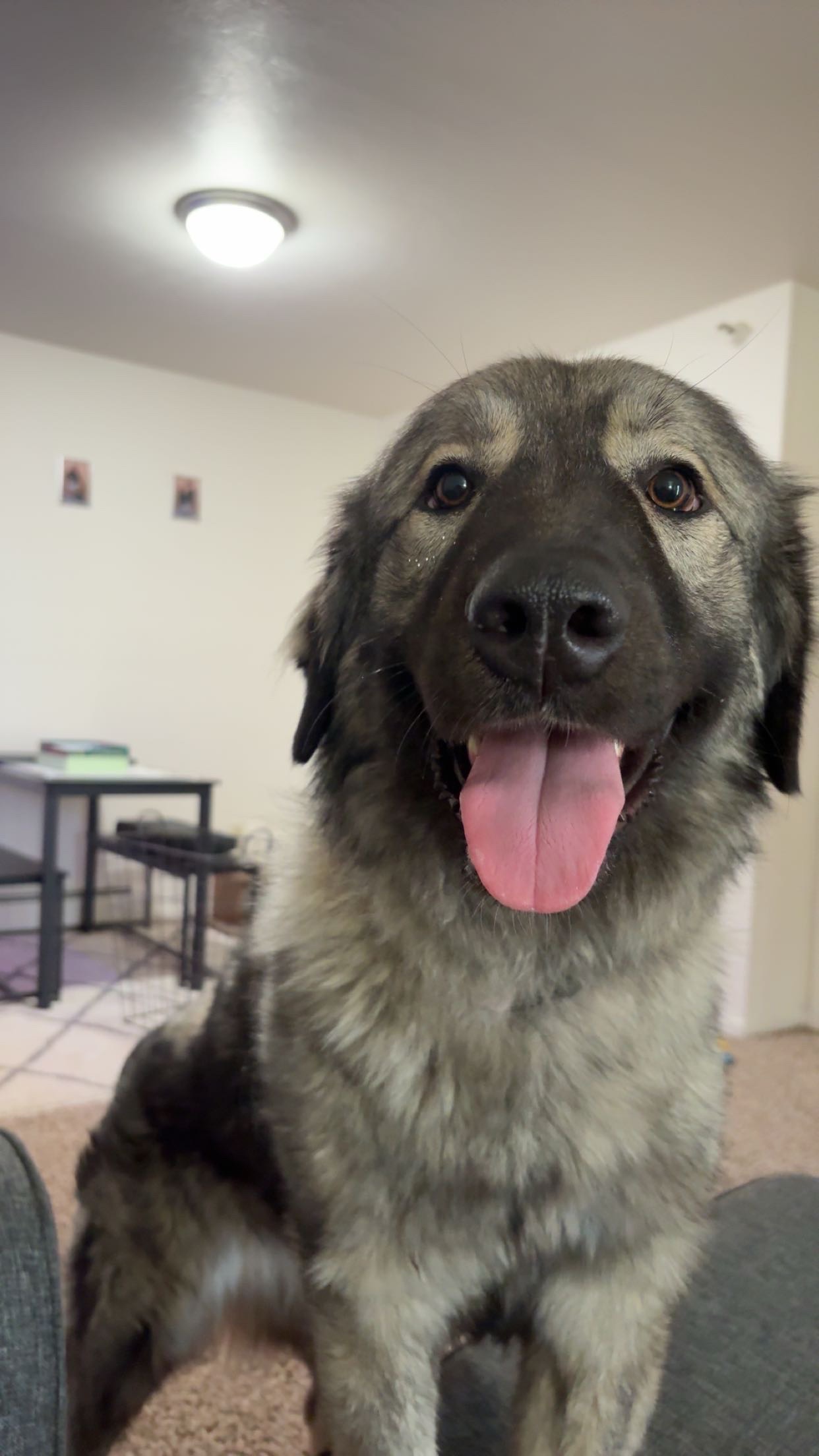 Help Willow Walk Again: Surgery Needed campaign photo, 7 of 8