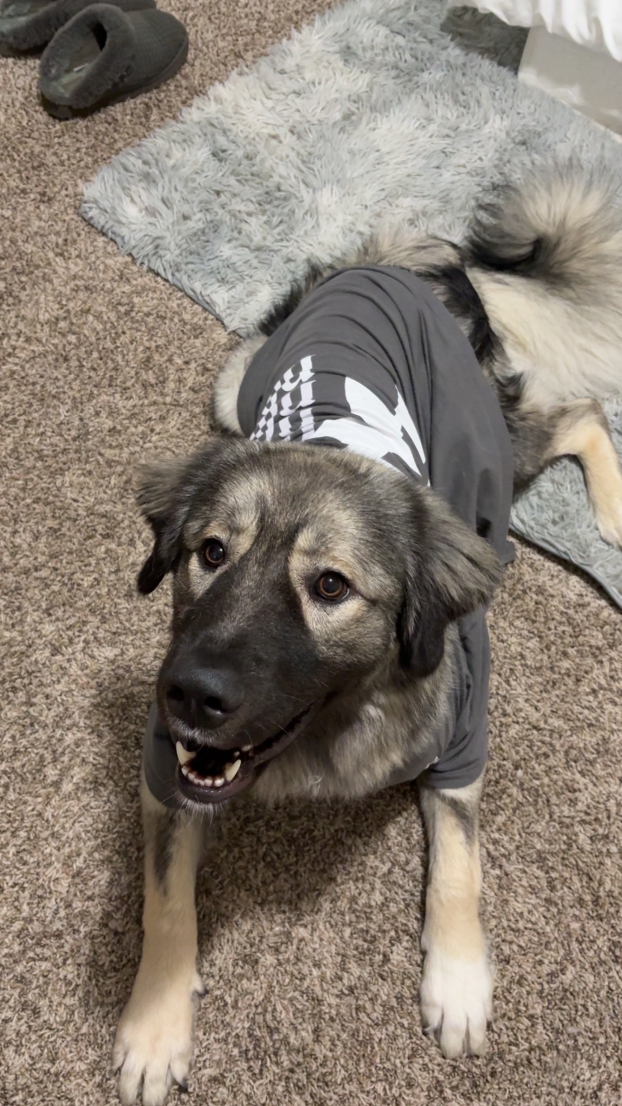 Help Willow Walk Again: Surgery Needed campaign photo, 4 of 8