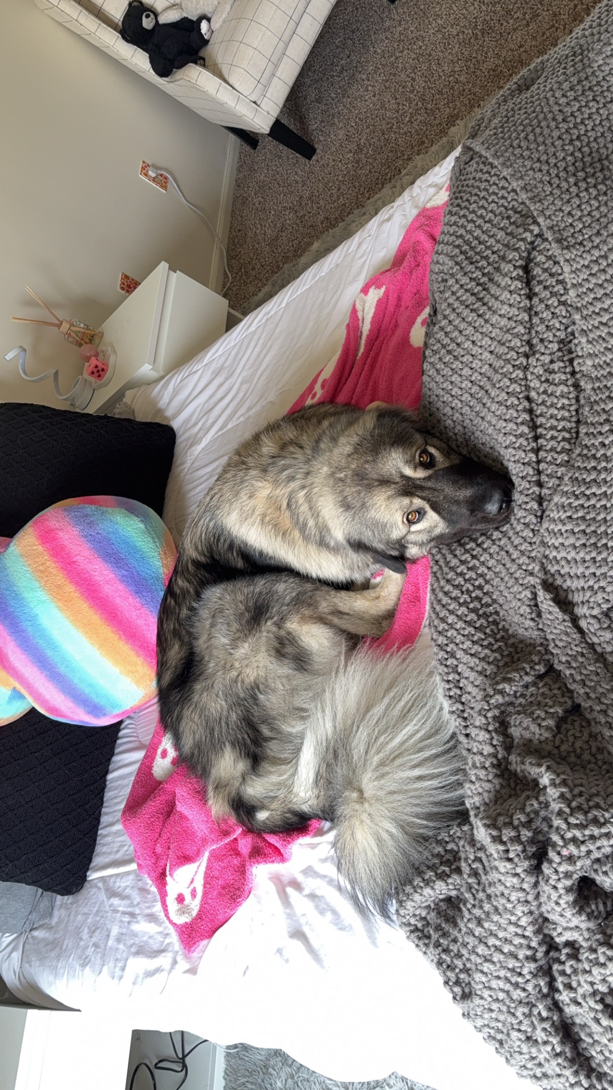 Help Willow Walk Again: Surgery Needed campaign photo, 5 of 8