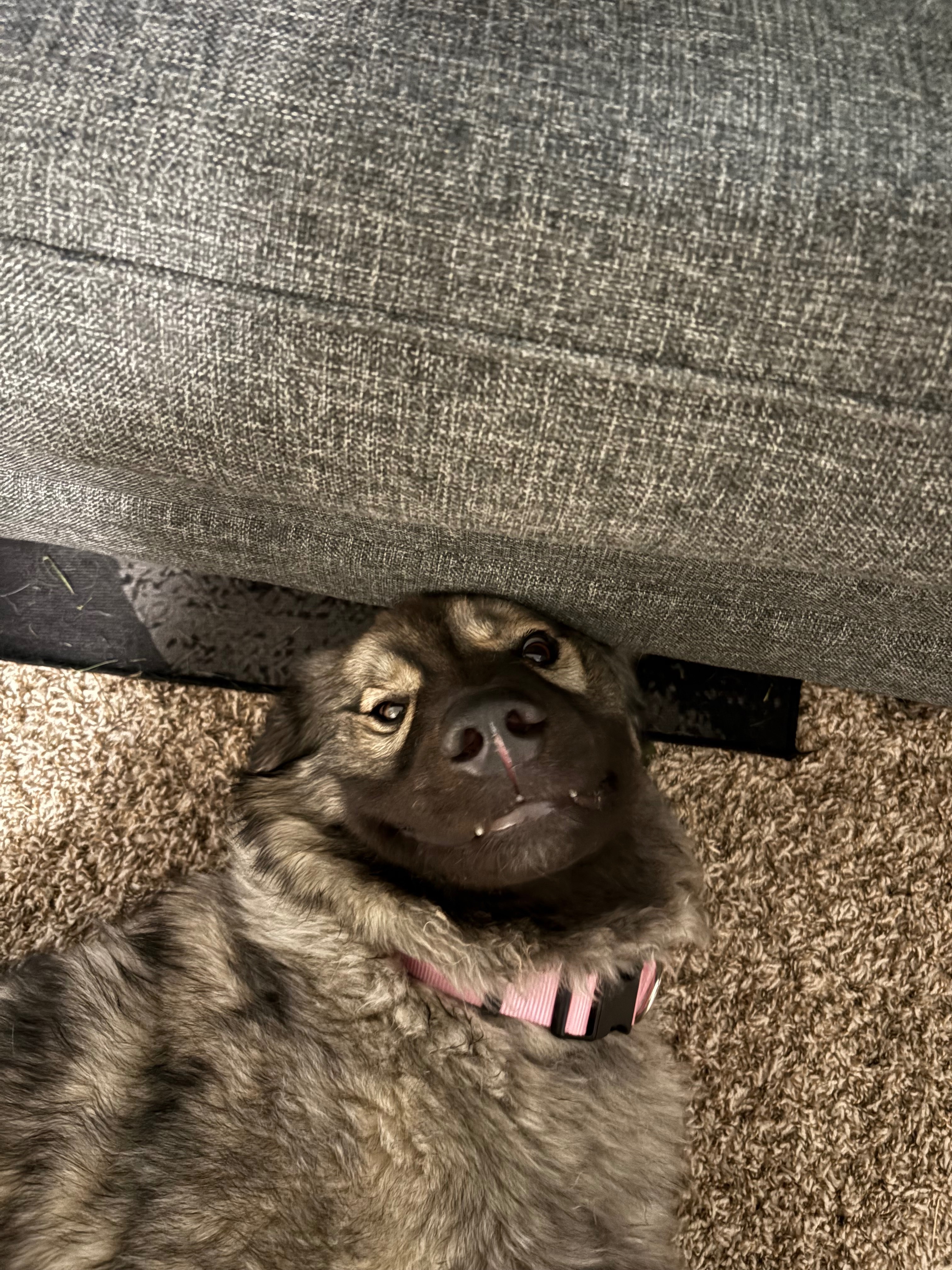 Help Willow Walk Again: Surgery Needed campaign photo, 6 of 8