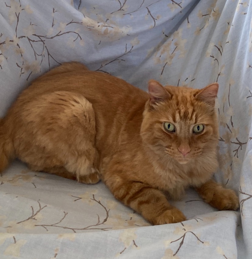 Help us get Orange Cat emergency surgery campaign photo, 6 of 7