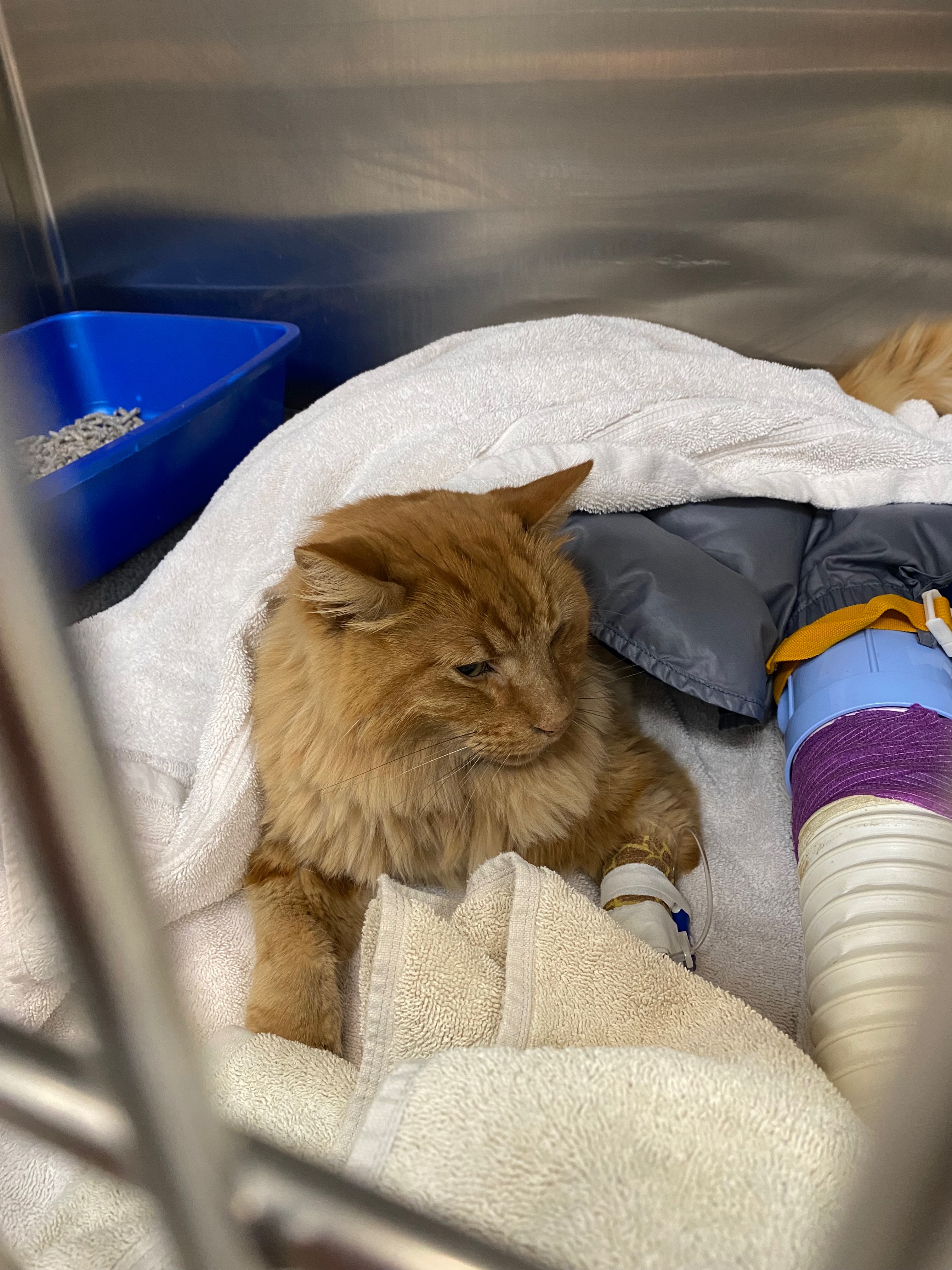 Help us get Orange Cat emergency surgery campaign photo, 4 of 7