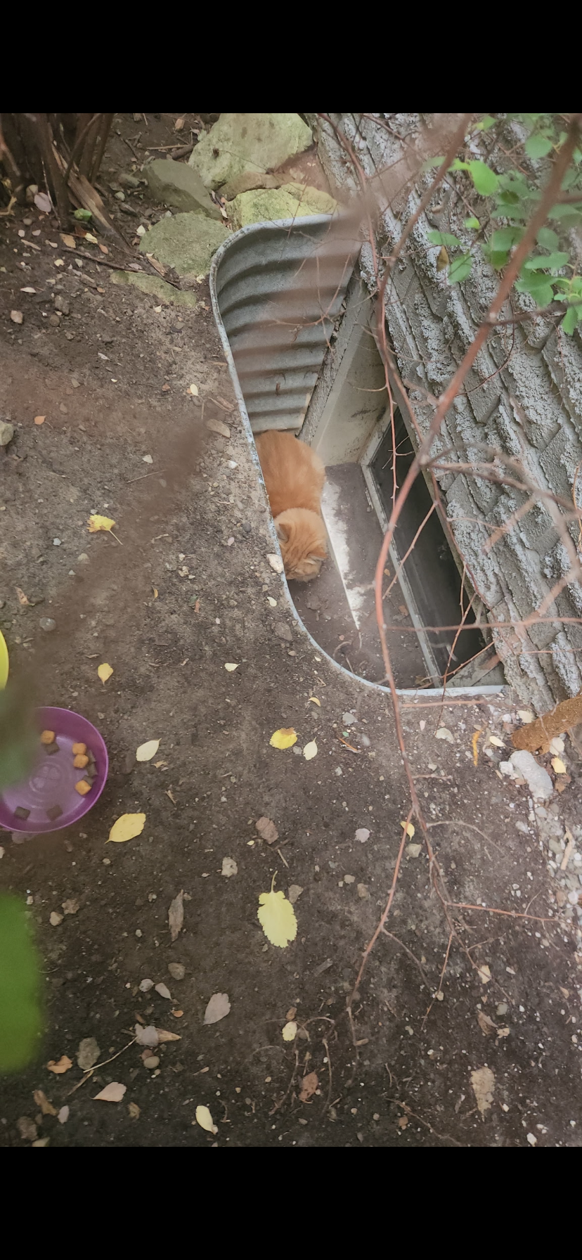 Help us get Orange Cat emergency surgery campaign photo, 2 of 7