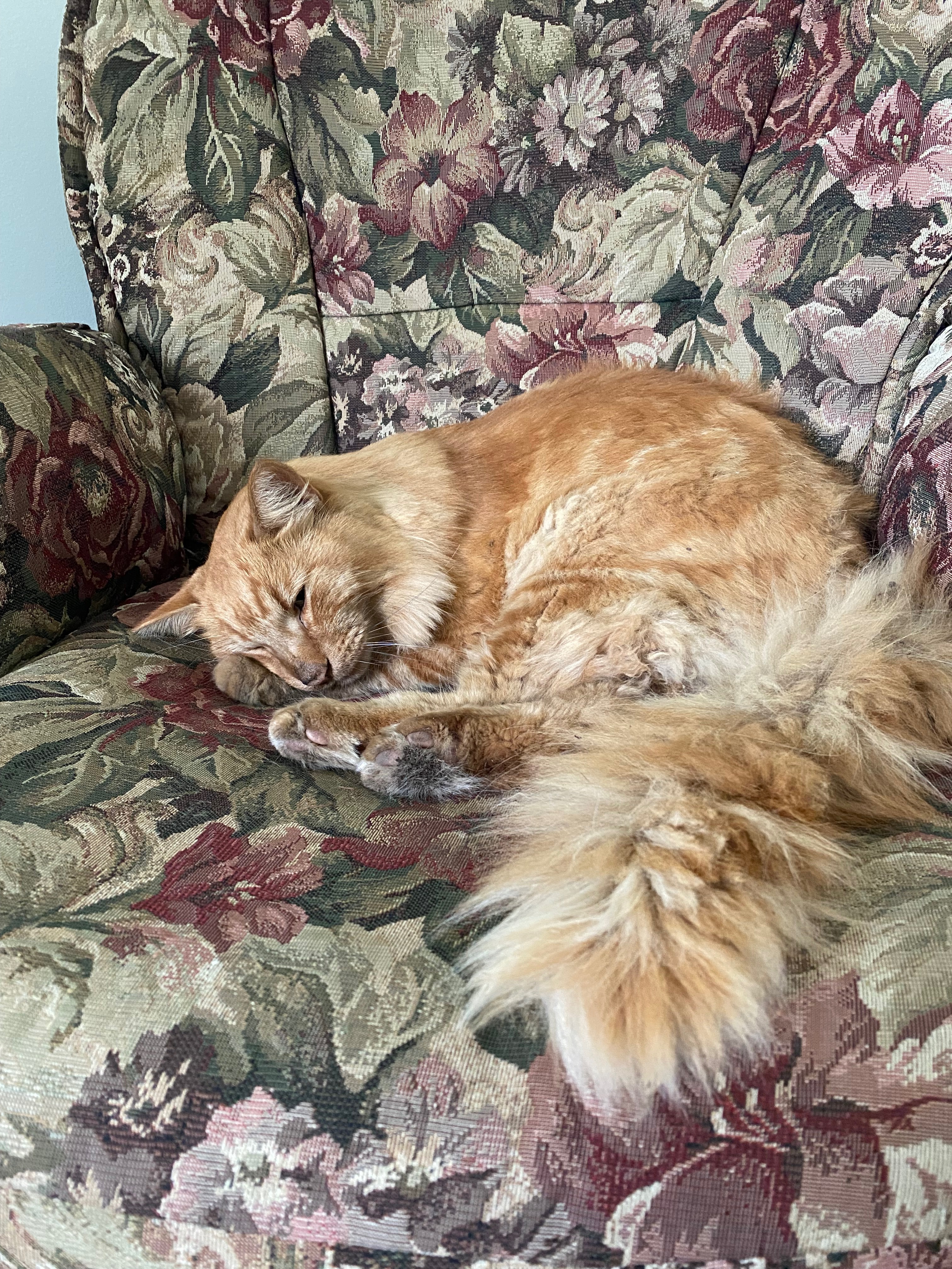 Help us get Orange Cat emergency surgery campaign photo, 5 of 7
