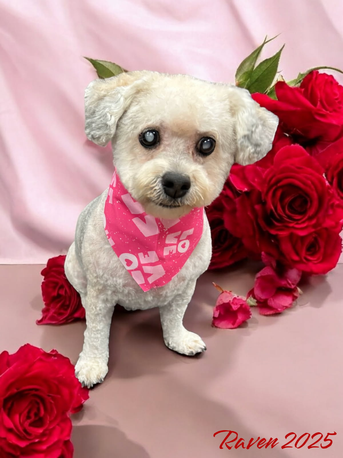 Support Raven's Urgent Surgery campaign photo, 4 of 8